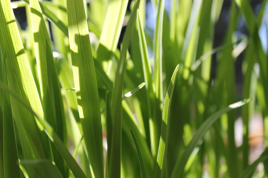 grasses.jpg