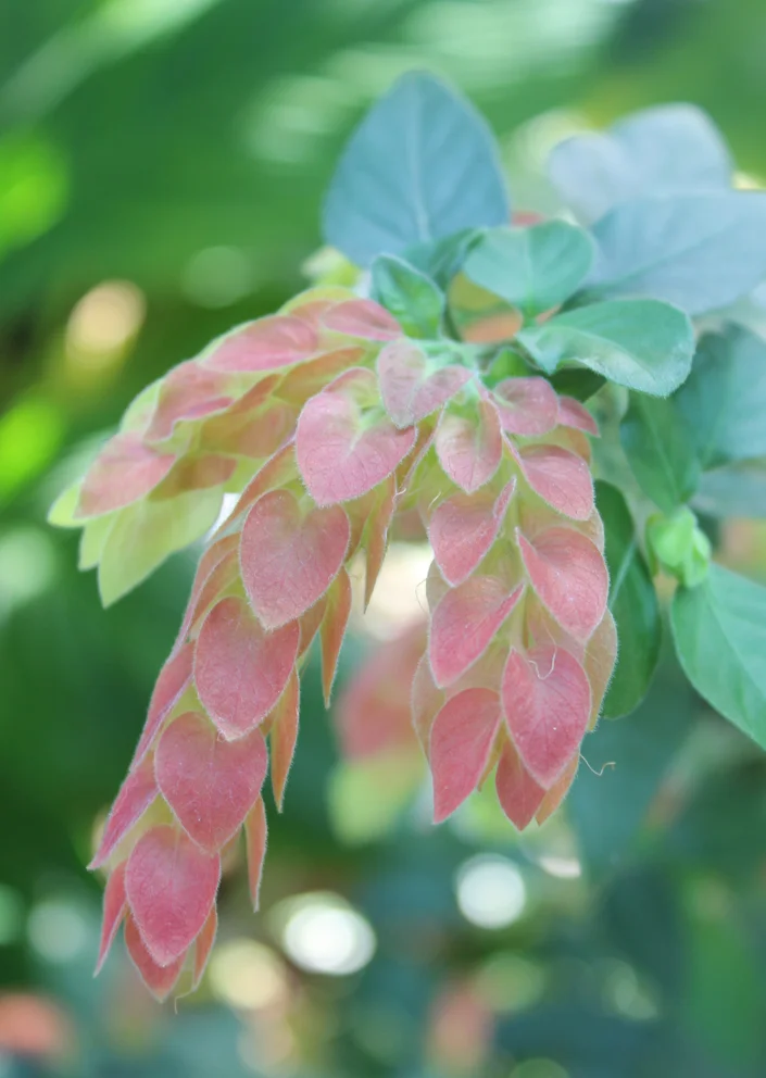 heart petals.jpg