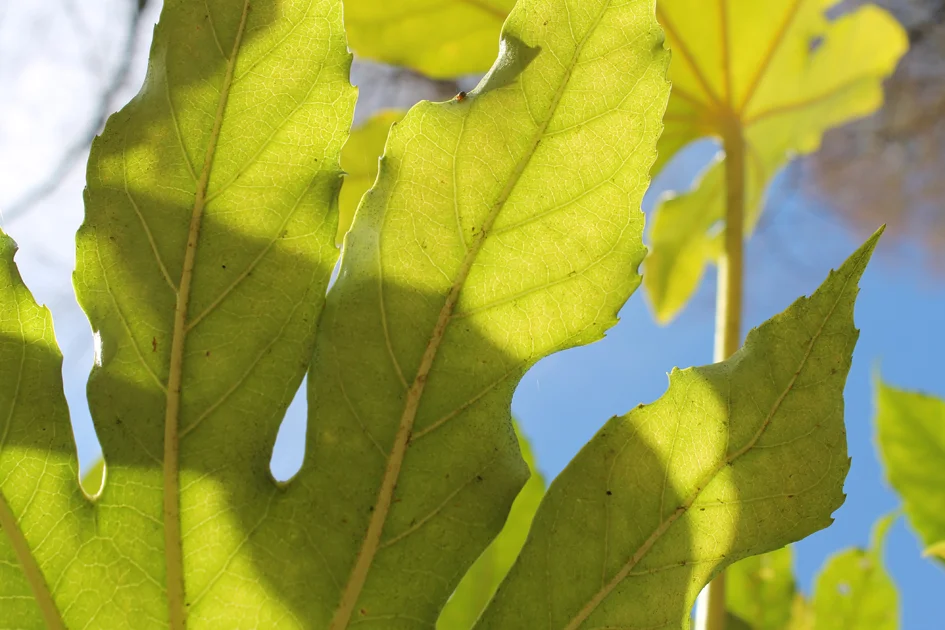 leaf sun.jpg