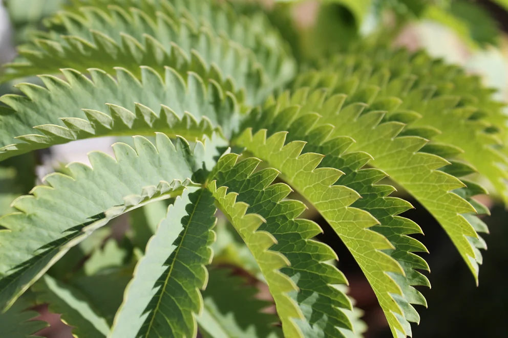 serrated leaf.jpg