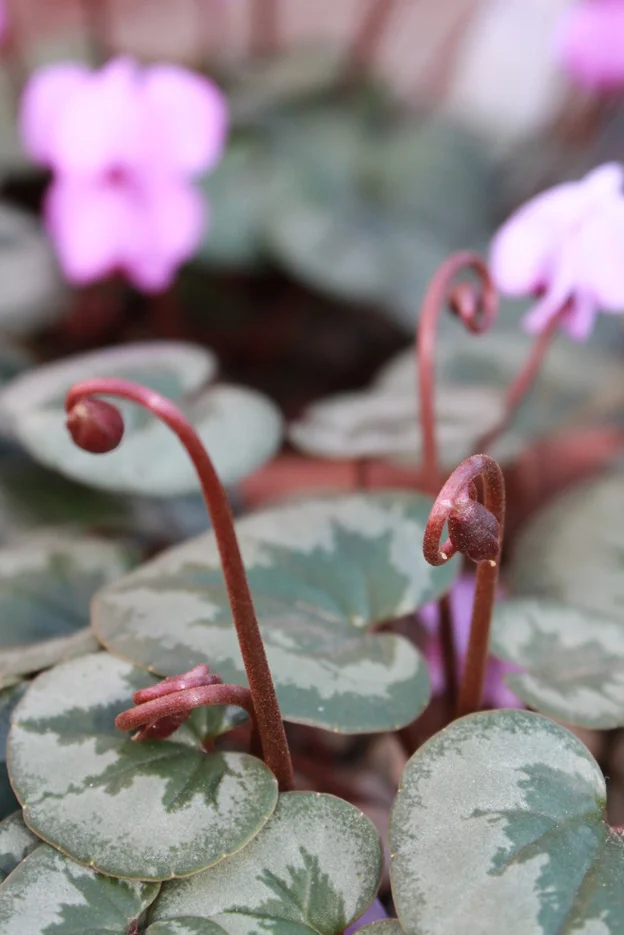 tendril.jpg