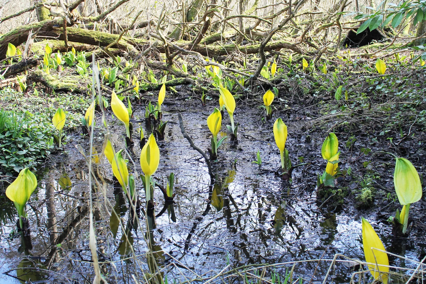 triffids.jpg