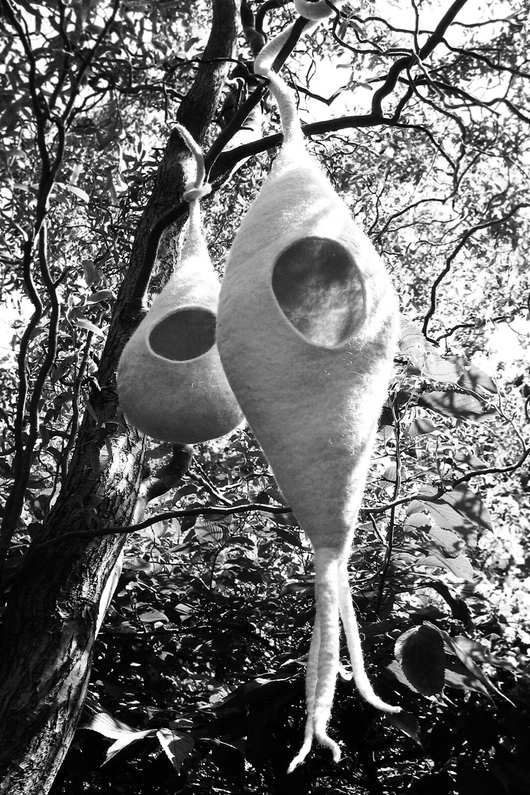 White Seedpods monoWB.jpg