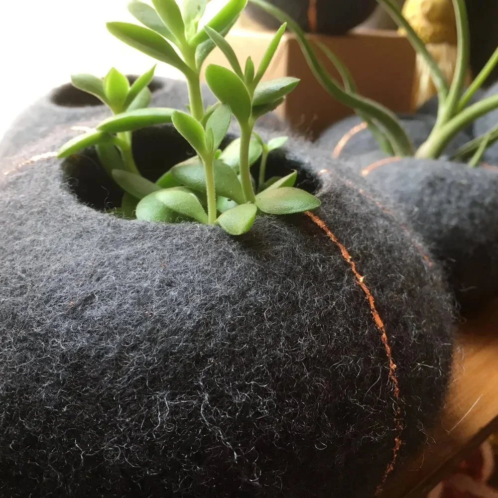 grey copper pod.jpg
