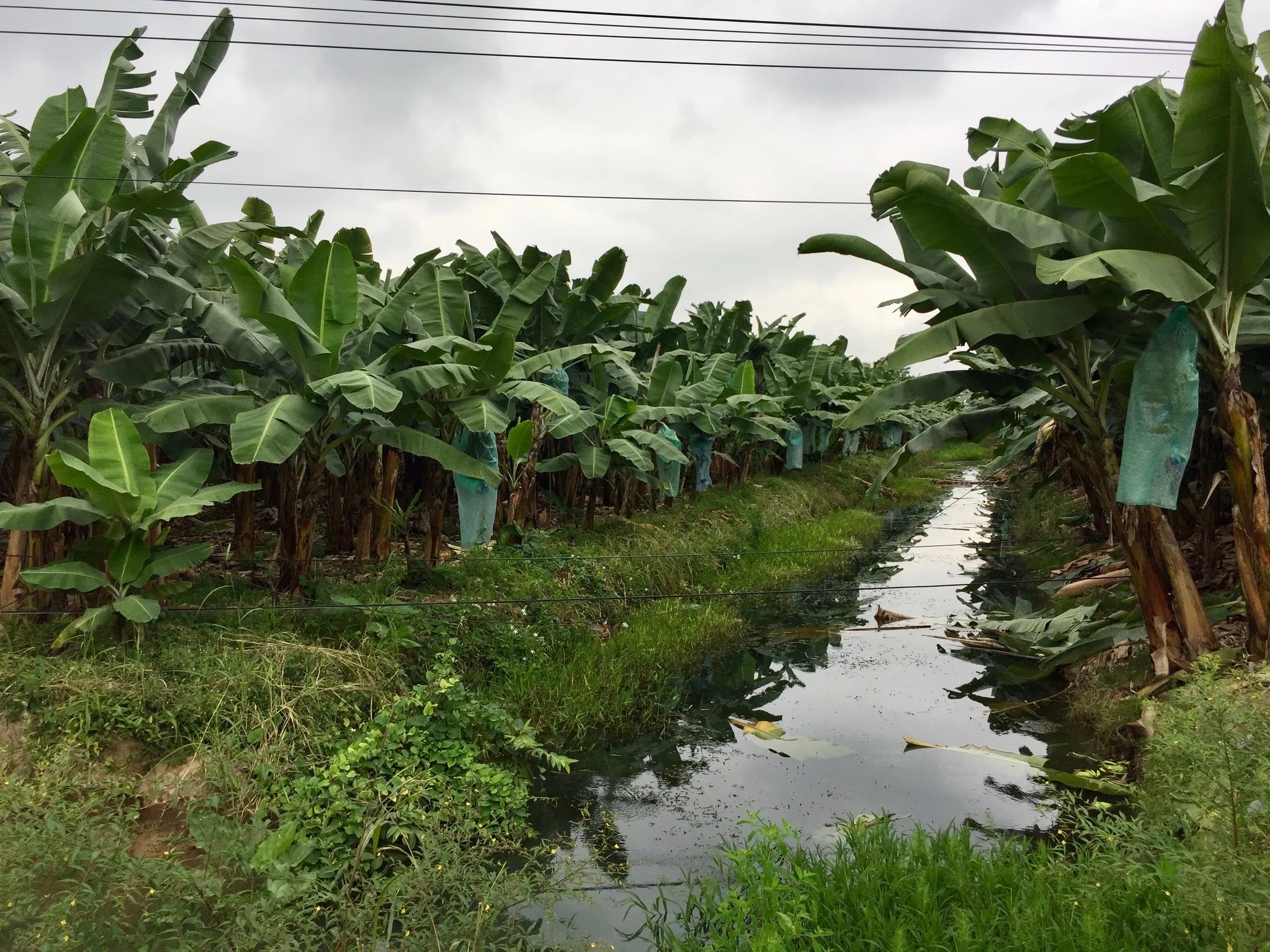 bananas