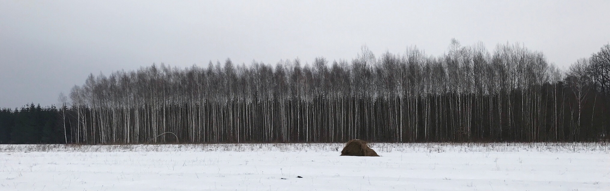 Birch-trees-bialowieza-forest.jpg
