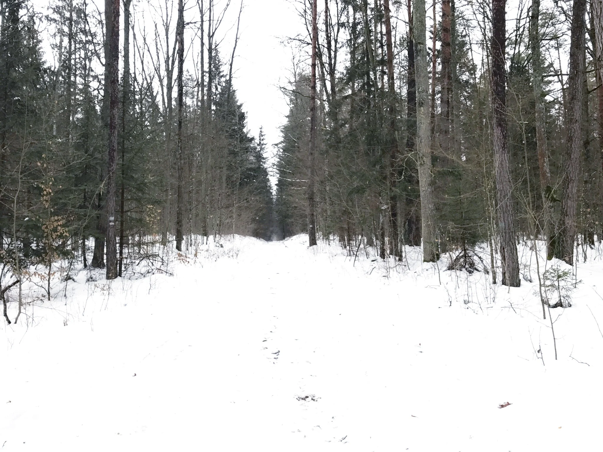 forest-path-bialowieza-forest.jpg
