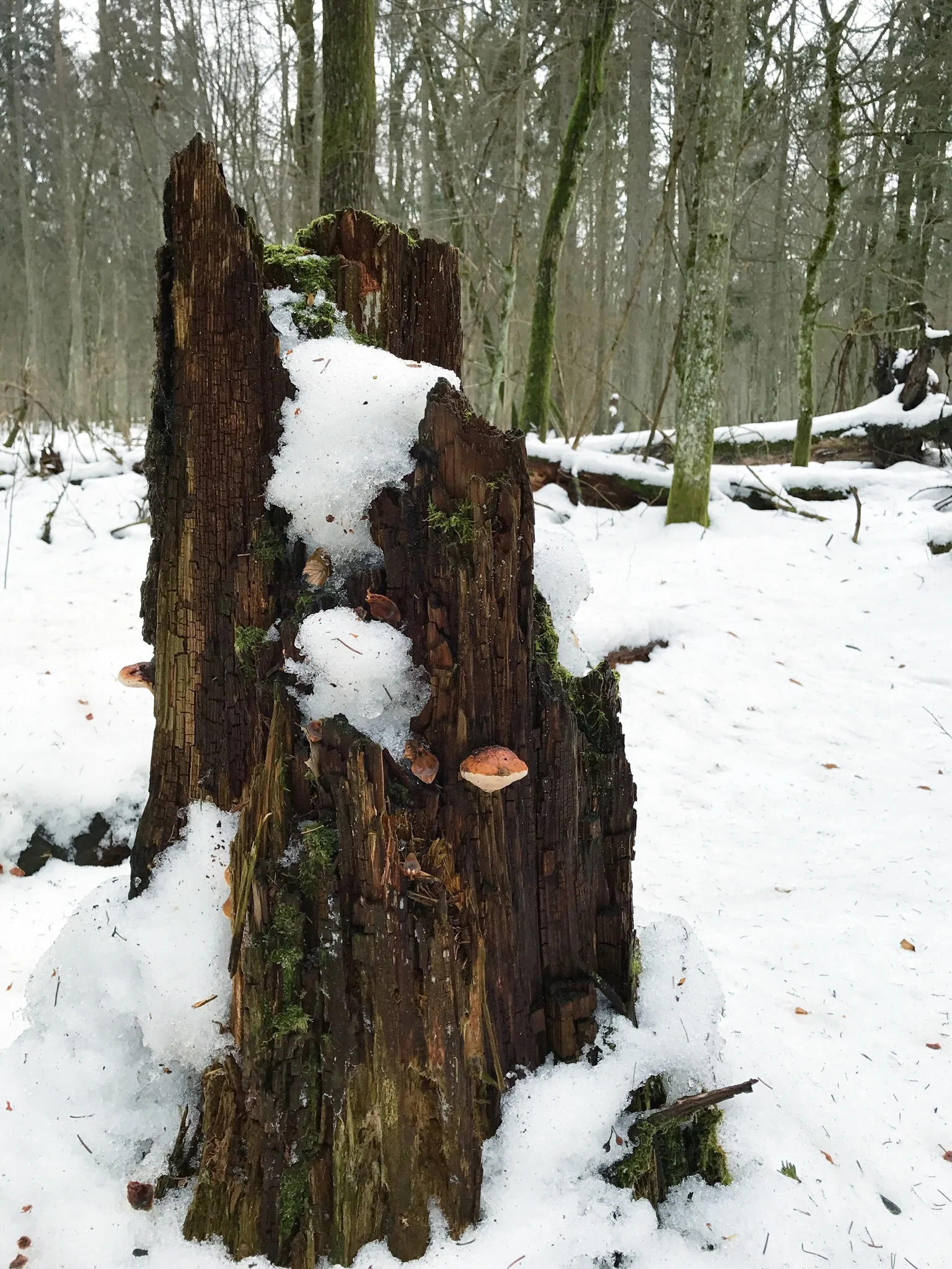 sump-and-fungus-bialowieza-forest.jpg