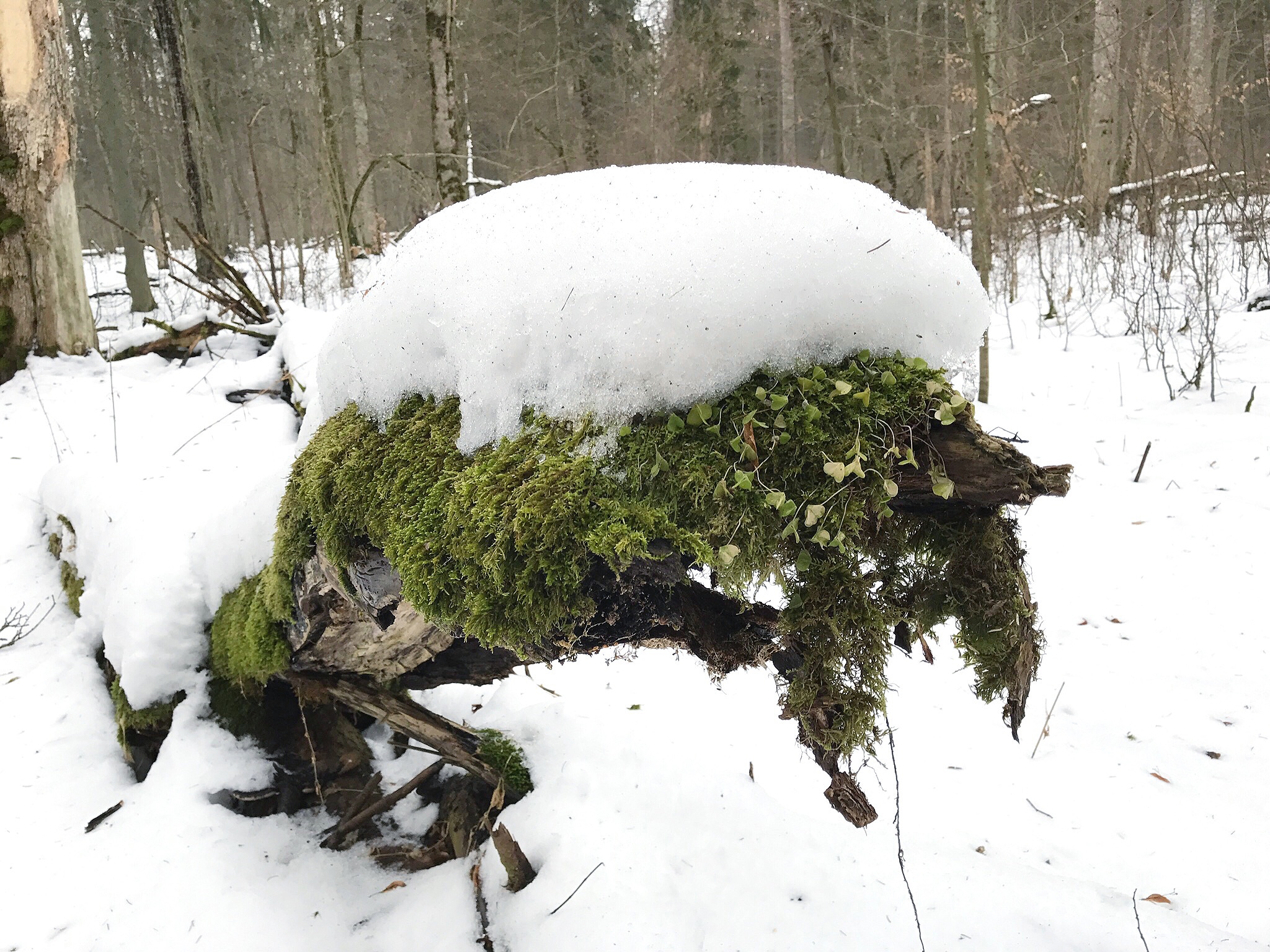 snow-log-bialowieza-forest.jpg