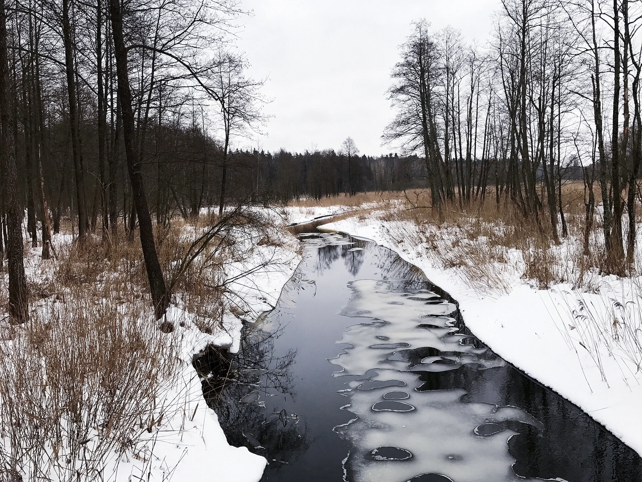 stream-bialowieza-forest.jpg