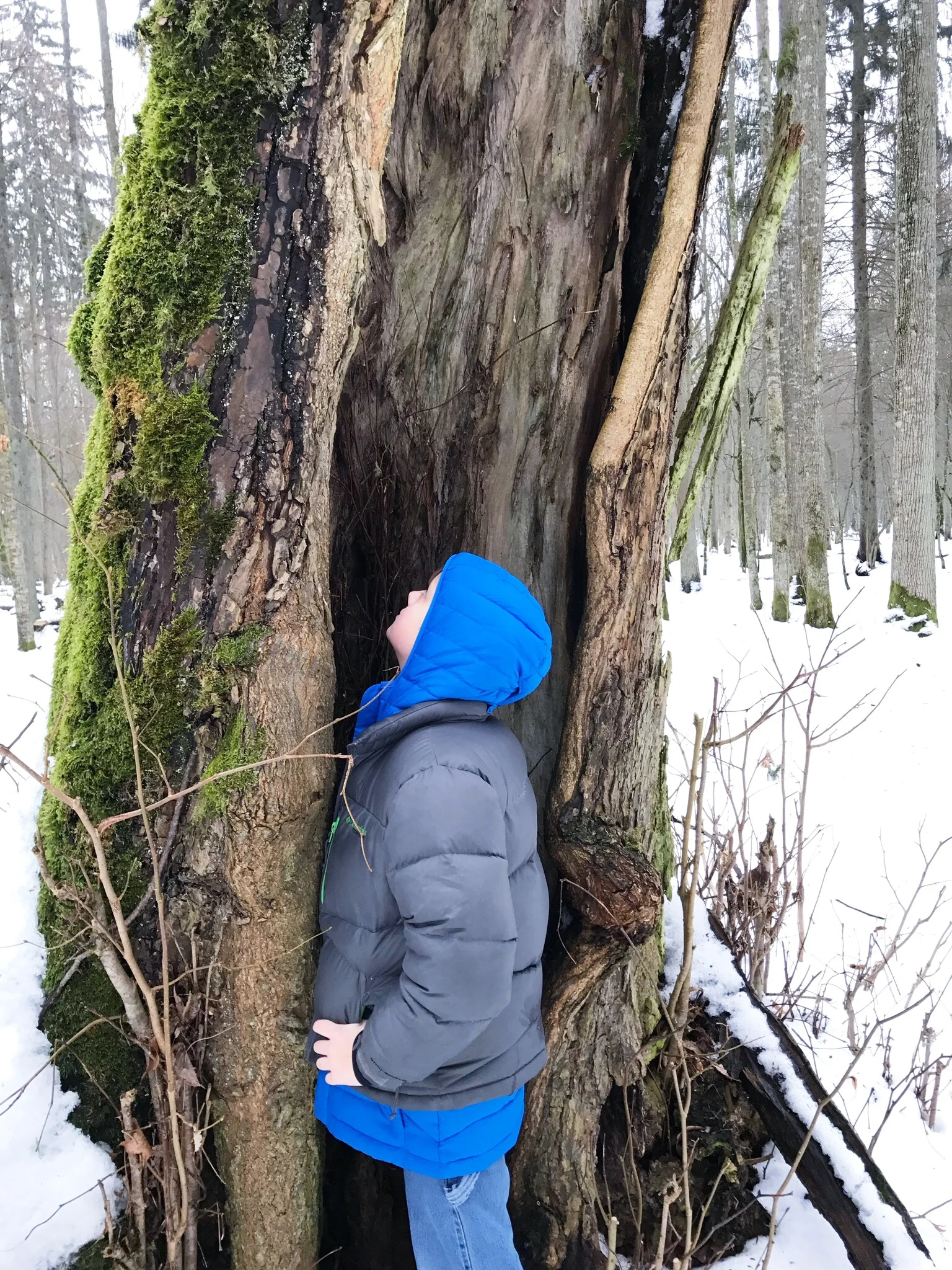 exploring-trees-bialowieza-forest.jpg