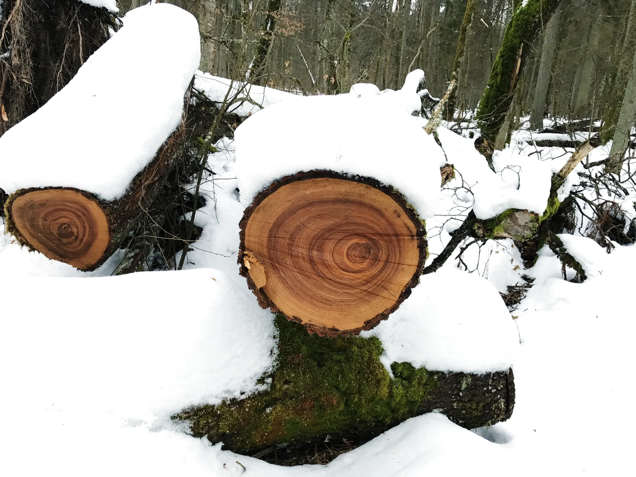 asymmetrical-tree-rings-bialowieza-forest.jpg