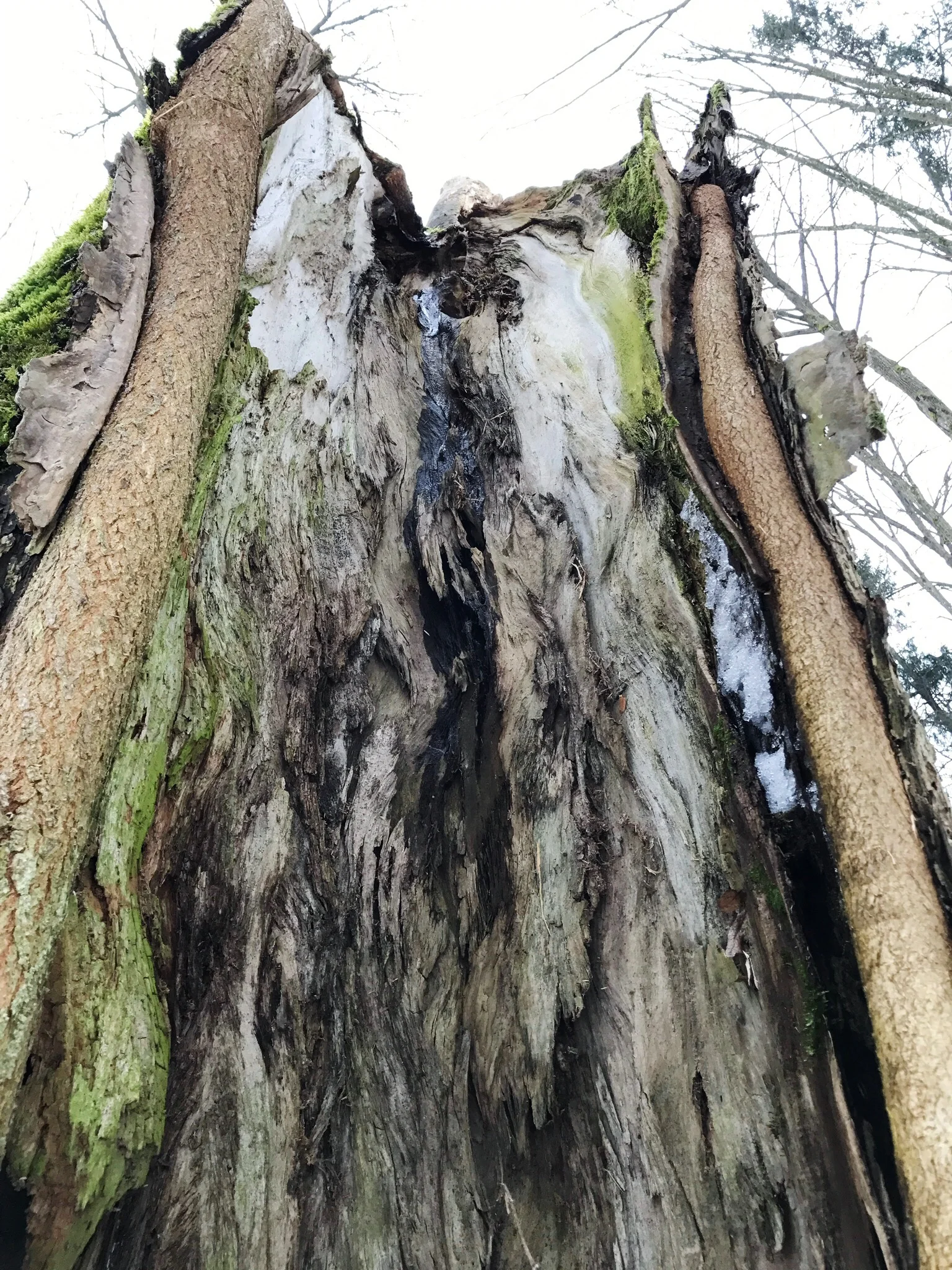 inside-hollow-tree-bialowieza-forest.jpg