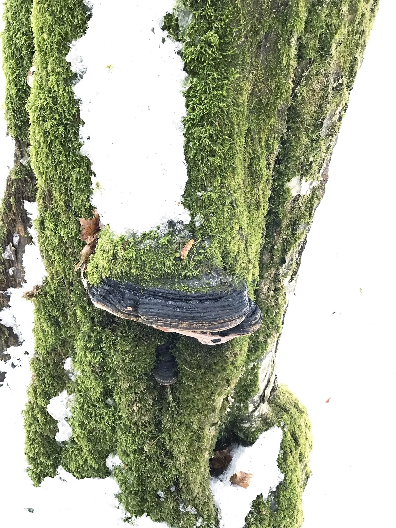 stump-moss-fungus-bialowieza-forest.jpg