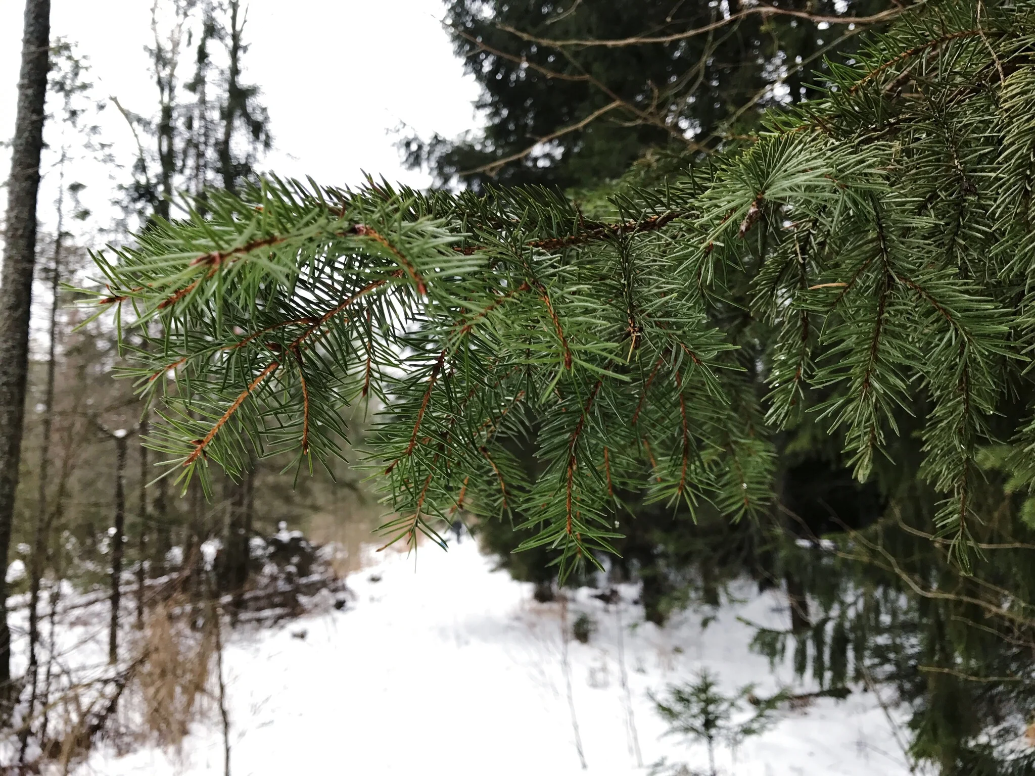 Into the Woods