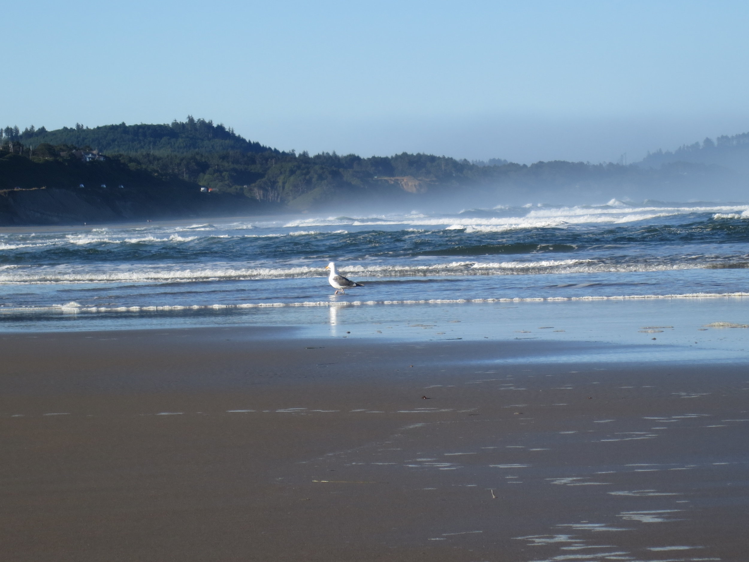 Fog and seagulls on the coast of Oregon make it worth getting up early