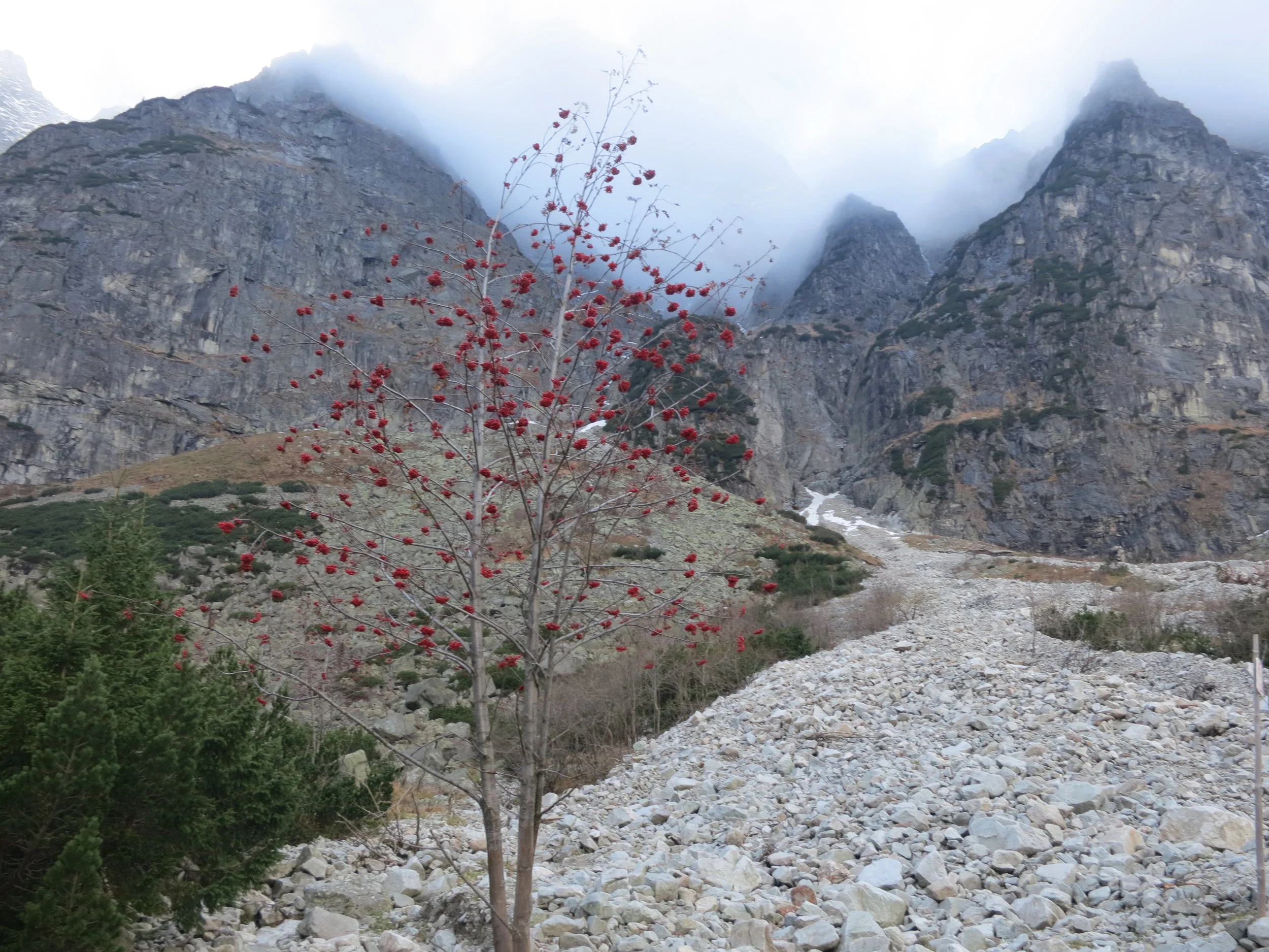 A tree with red berries in the Tatra Mountains