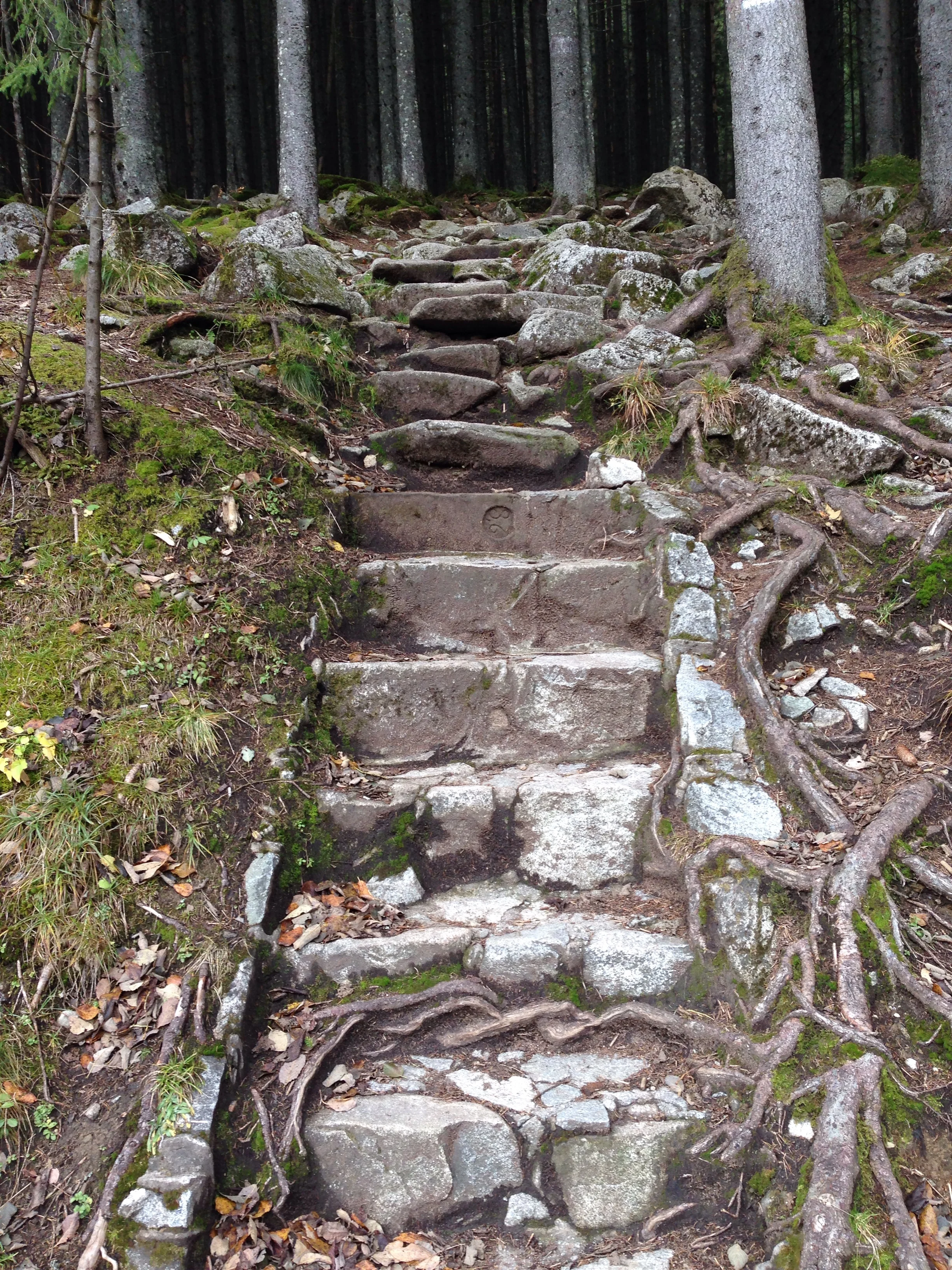 Paths that beckon to me in the Tatra Natonal Forest in Southern Poland. 