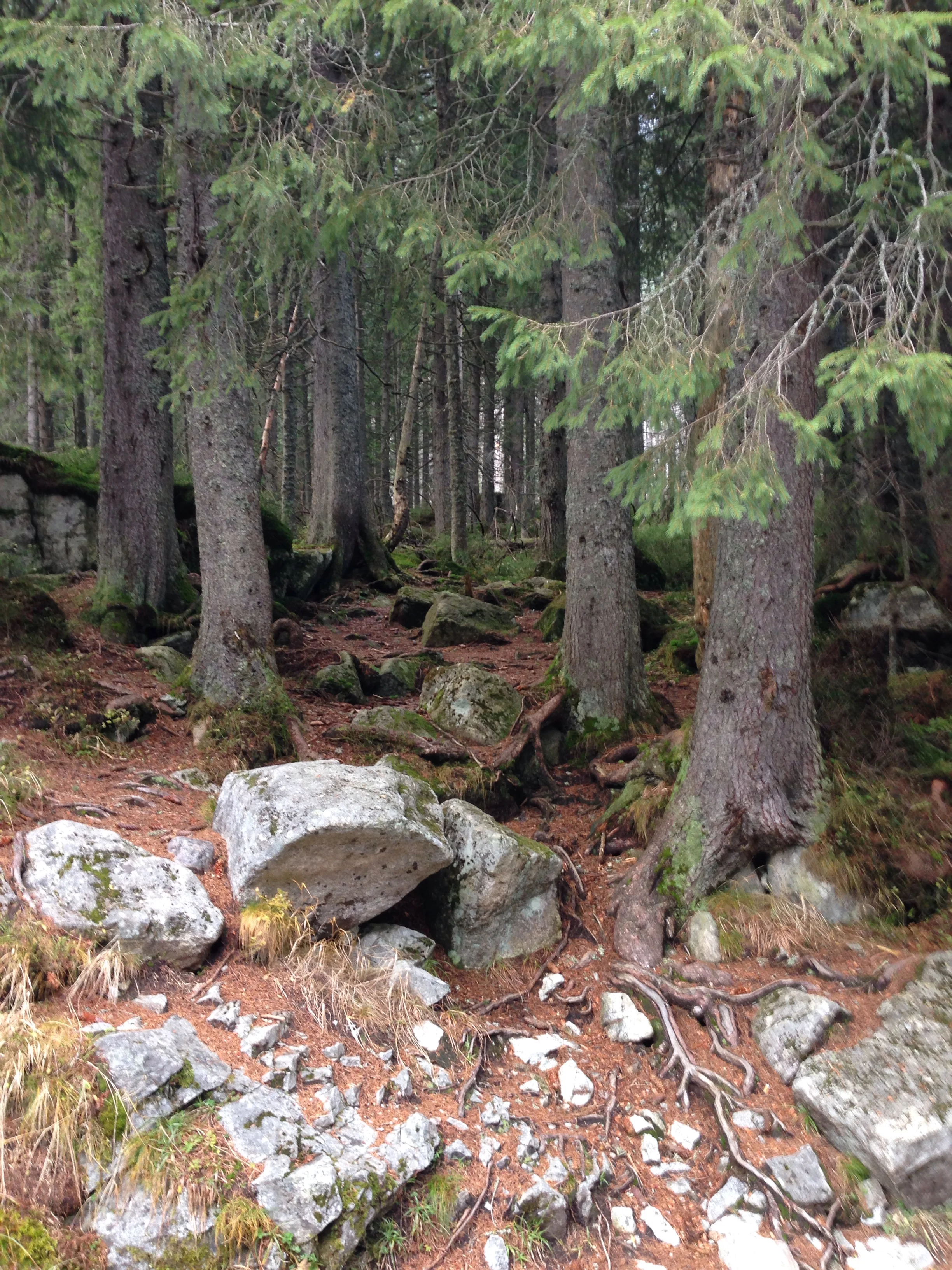 Trees in the Tatra National Forest