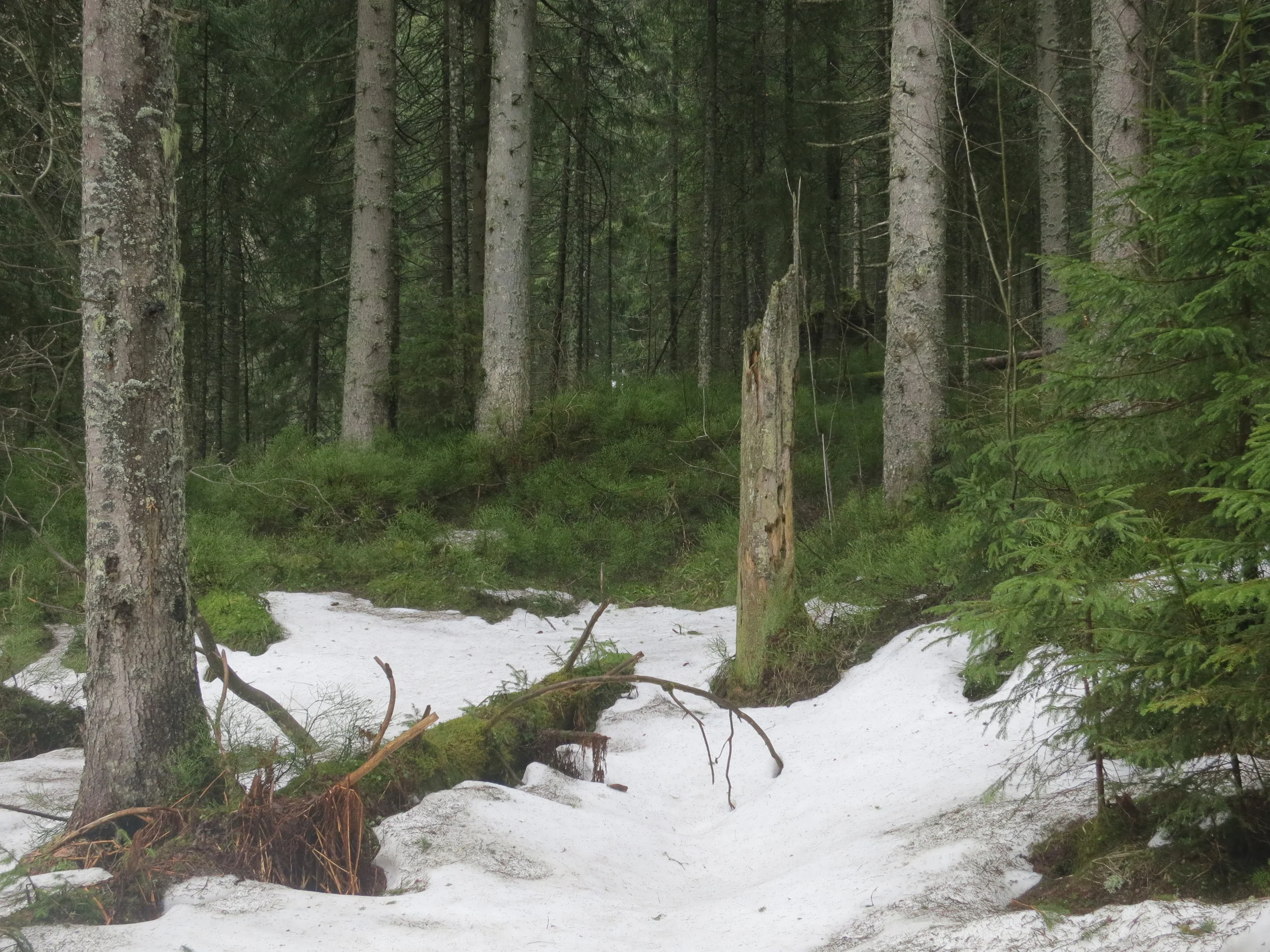 Snow in the woods on the way to Dolina Pięciu Stawów