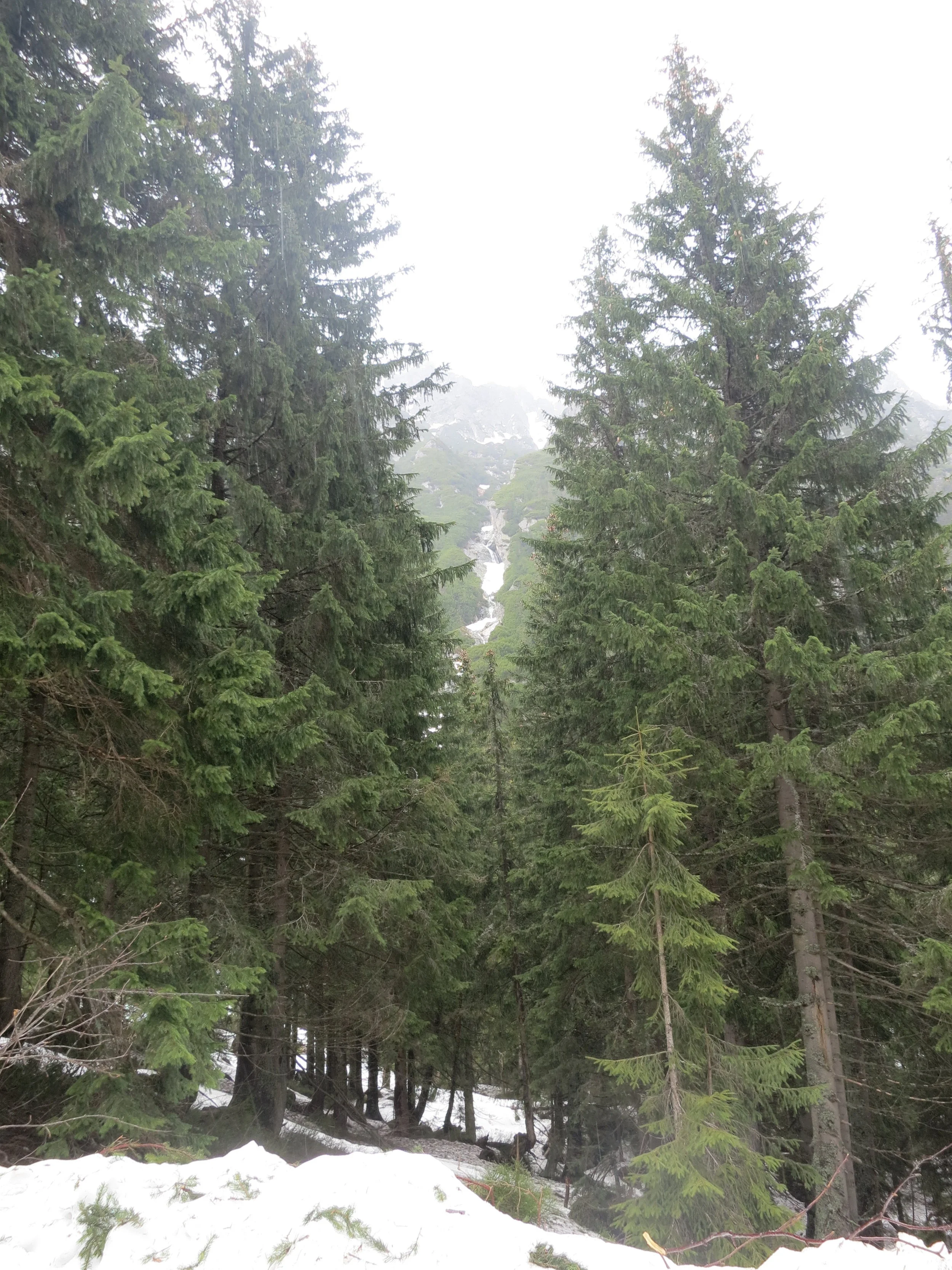 Trees in the Tatra Mountains