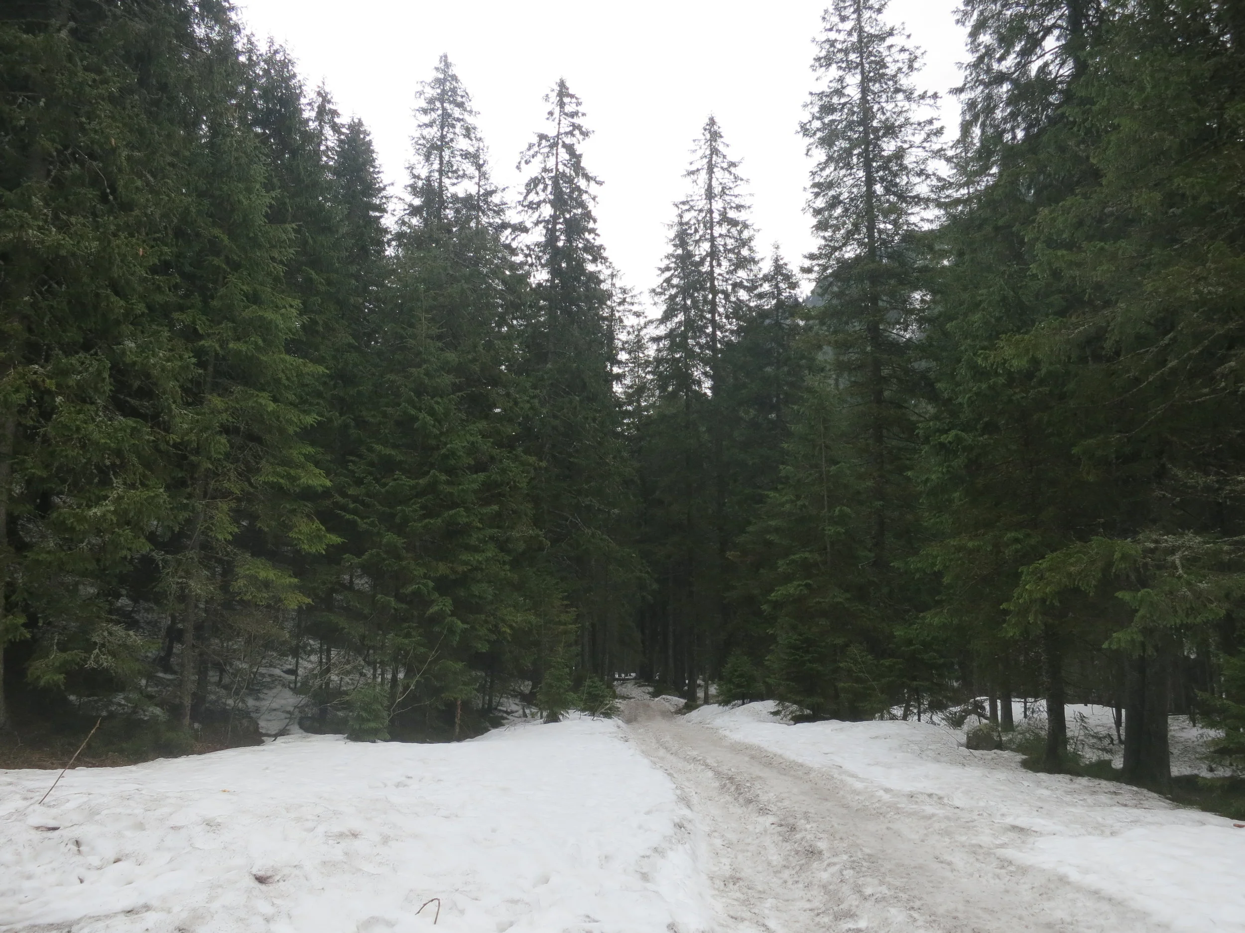 A snowy path through the trees in the Tatra Mountains National Park