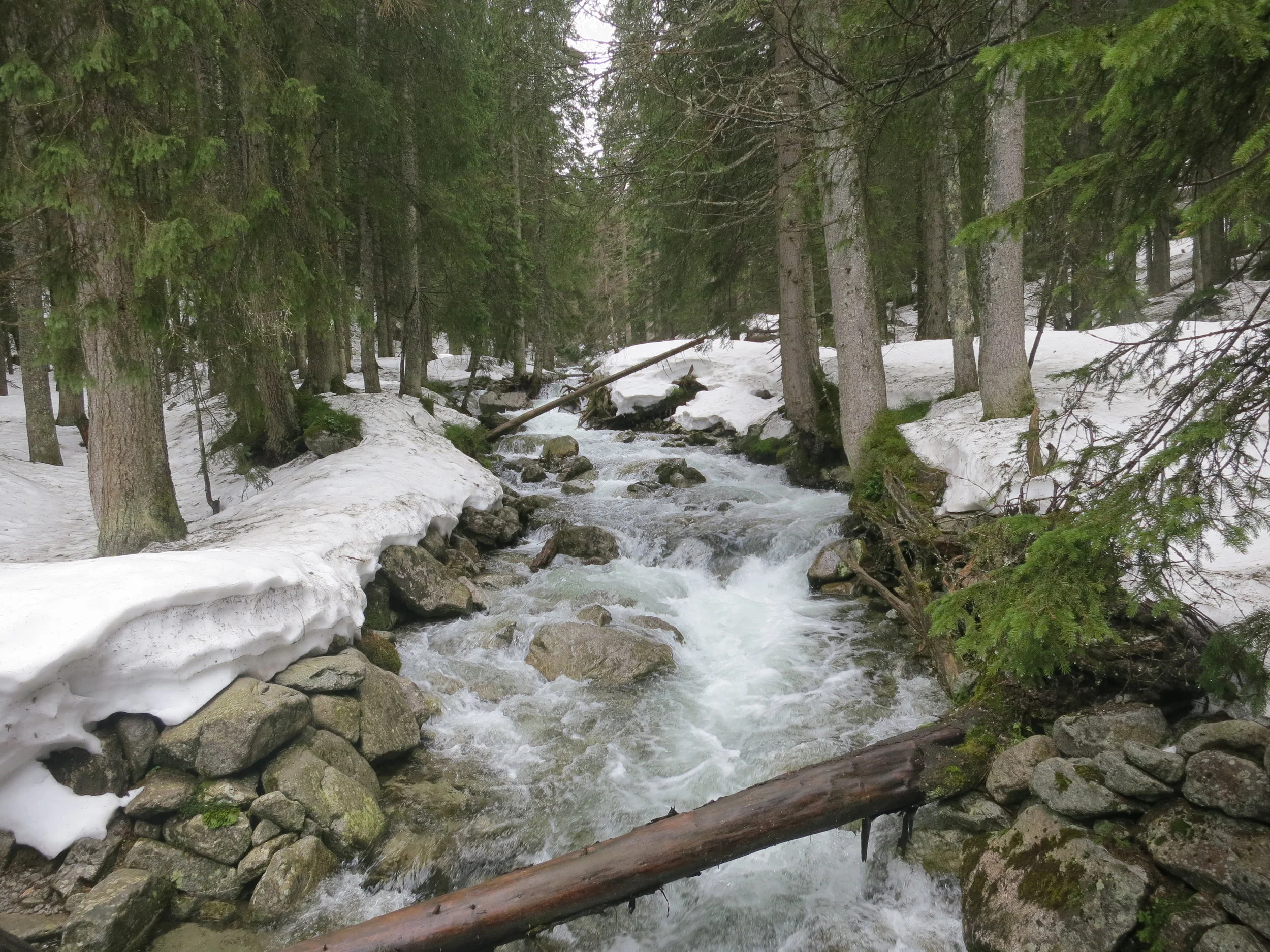 River in the Woods on the hike to Dolina Pięciu Stawów
