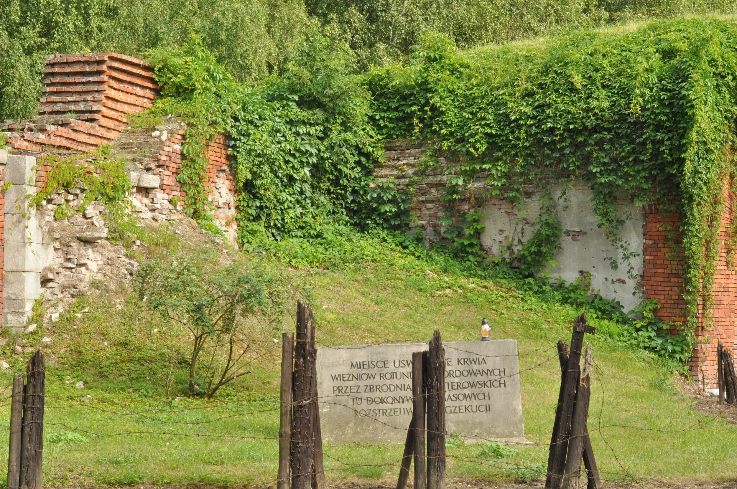 Ivy growing on the walls on the Rotunda in Zamosc, Poland