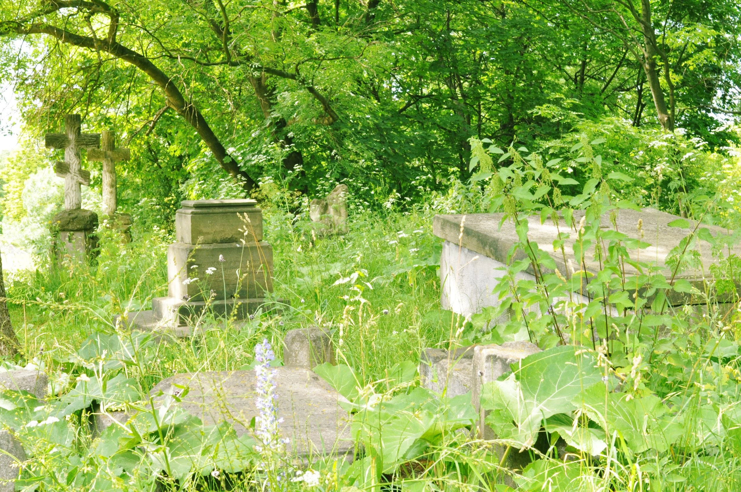 Overgrown cemetery in Cathedral Complex in Chelm, Poland