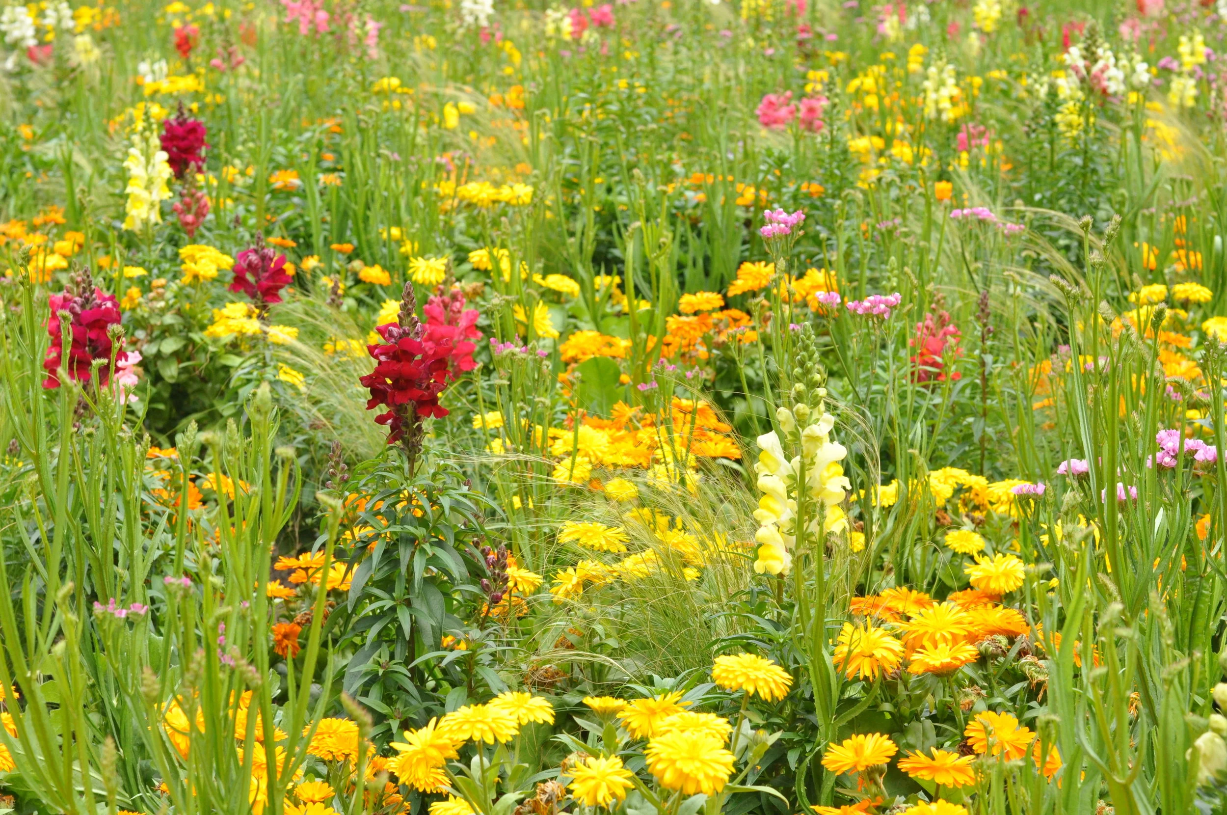 Flowers in Riga, Latvia