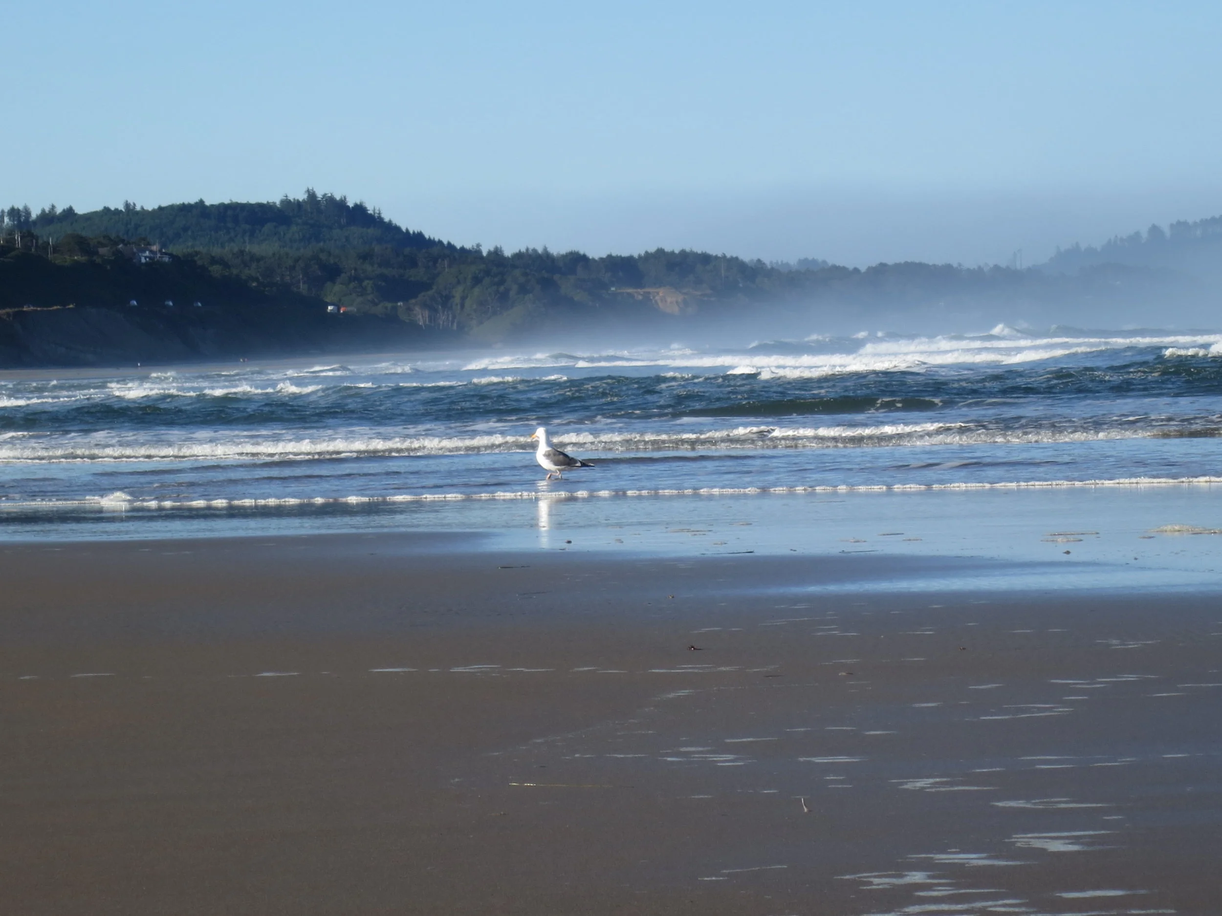 Seagull Along the Oregon Coast