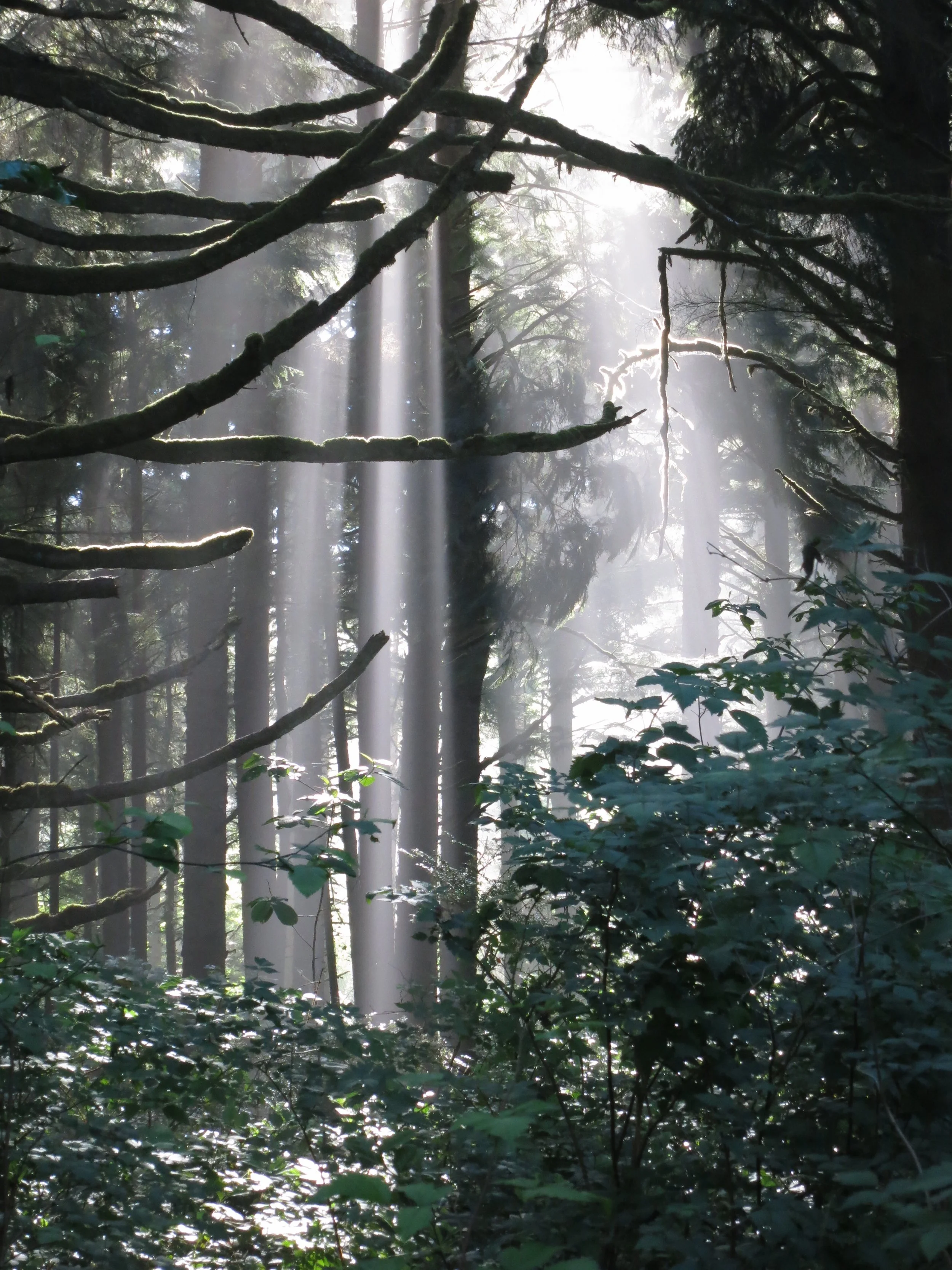 Forest walk by the The Oregon Coast