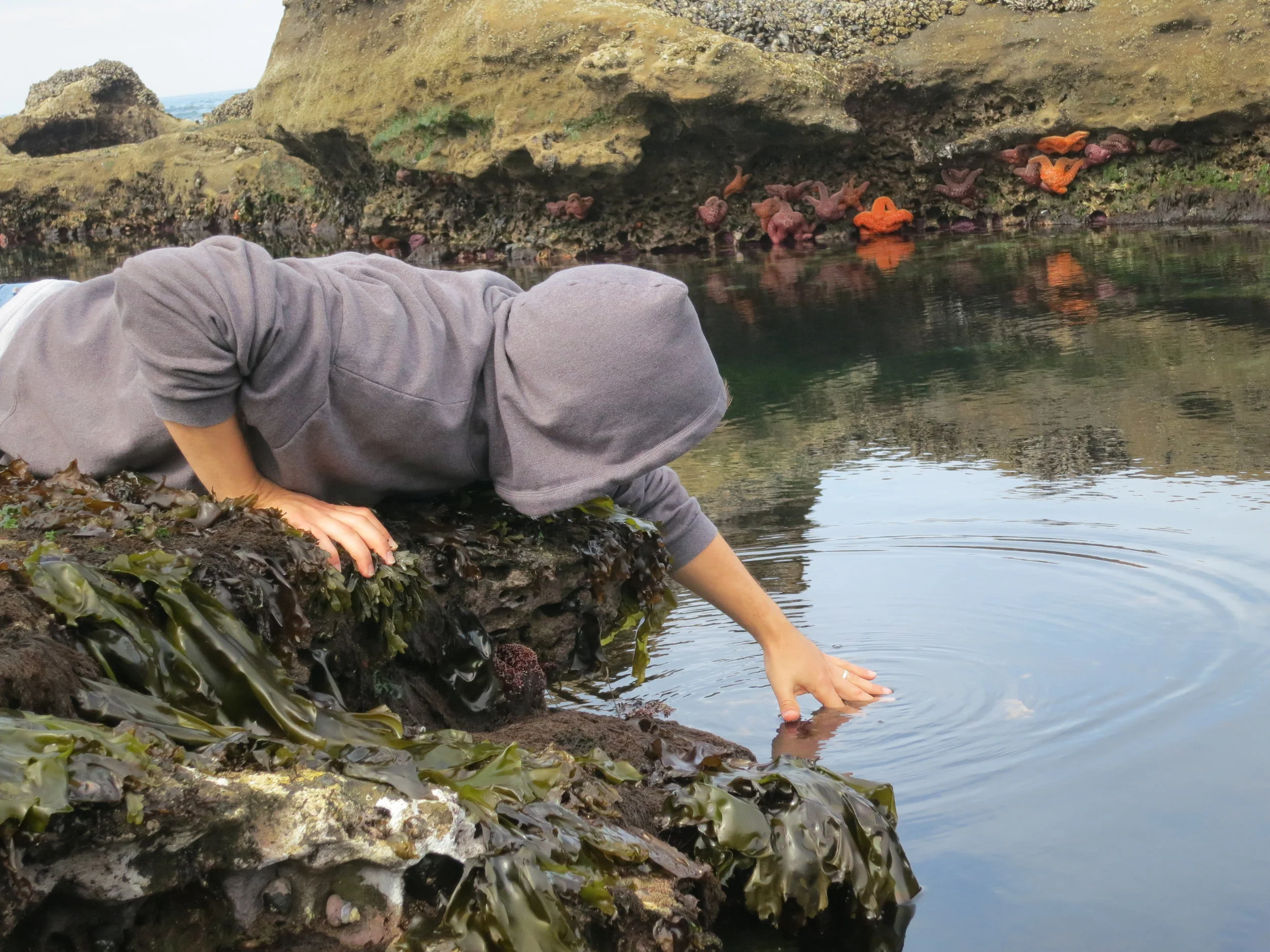 Tide pools on the Oregon Coast