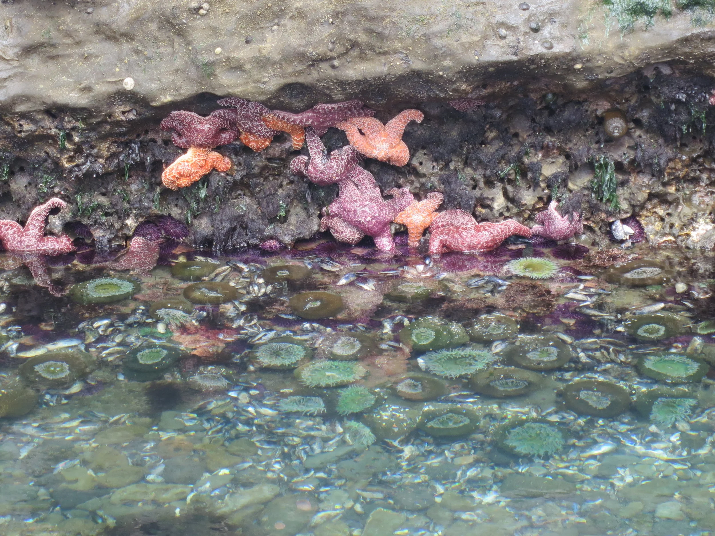 Tidal Pools on the Oregon Coast