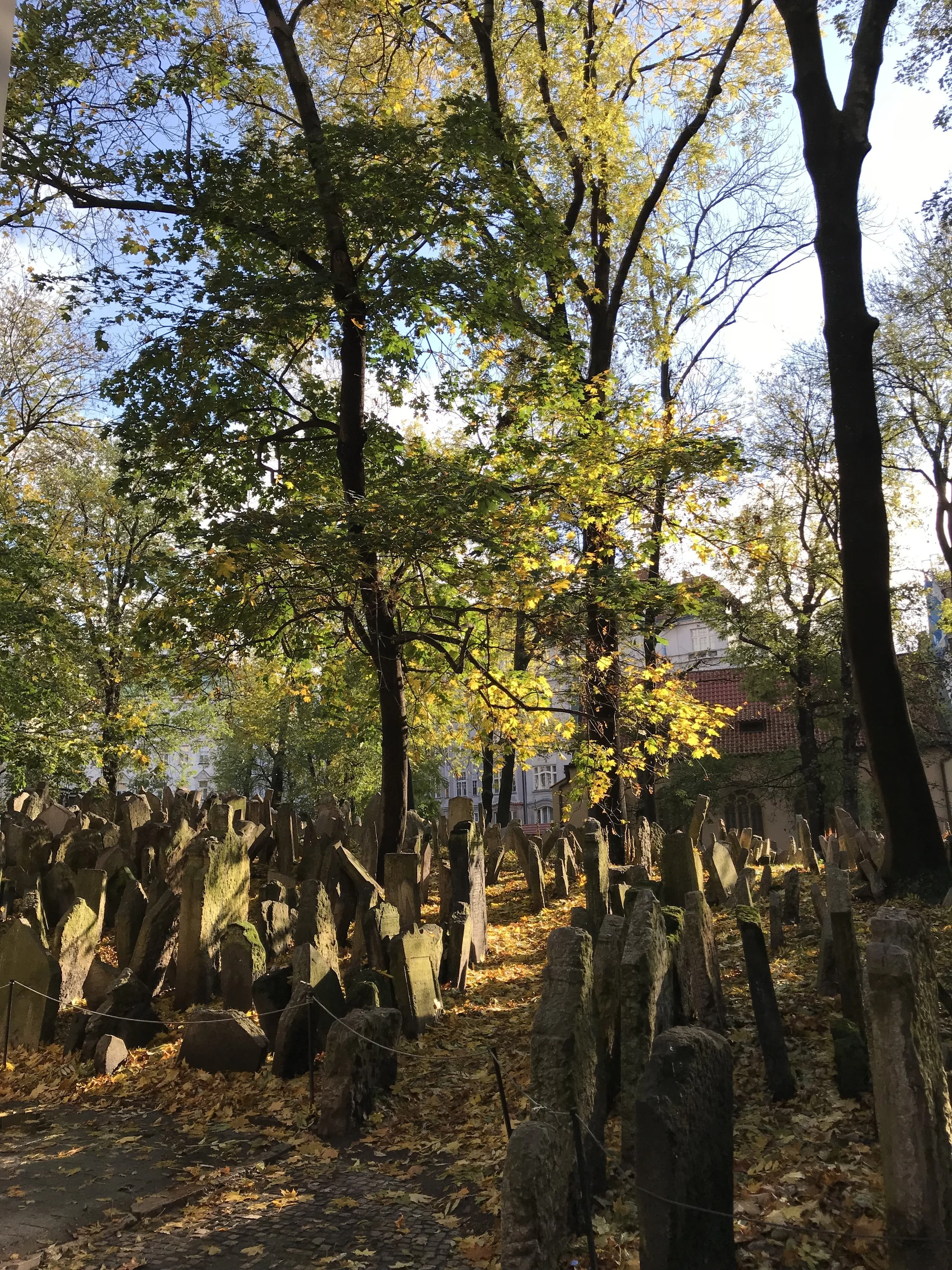 Fall evening light on the tombstones in the Jewish Cemetery in Prague, Czech Republic