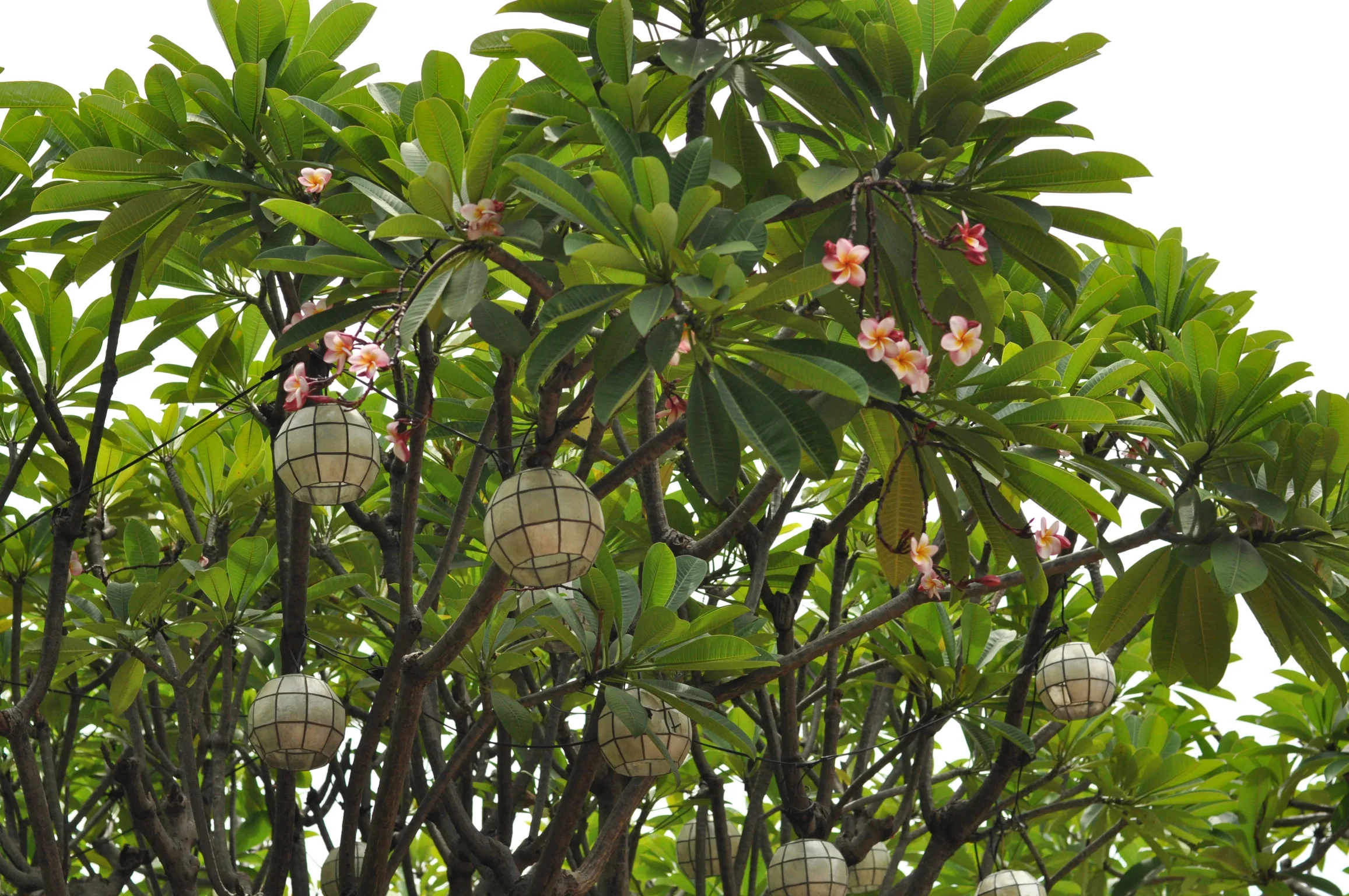 Hanging lights in Banyan trees outside Fort Santiago Intramuros, Manila, Philippines