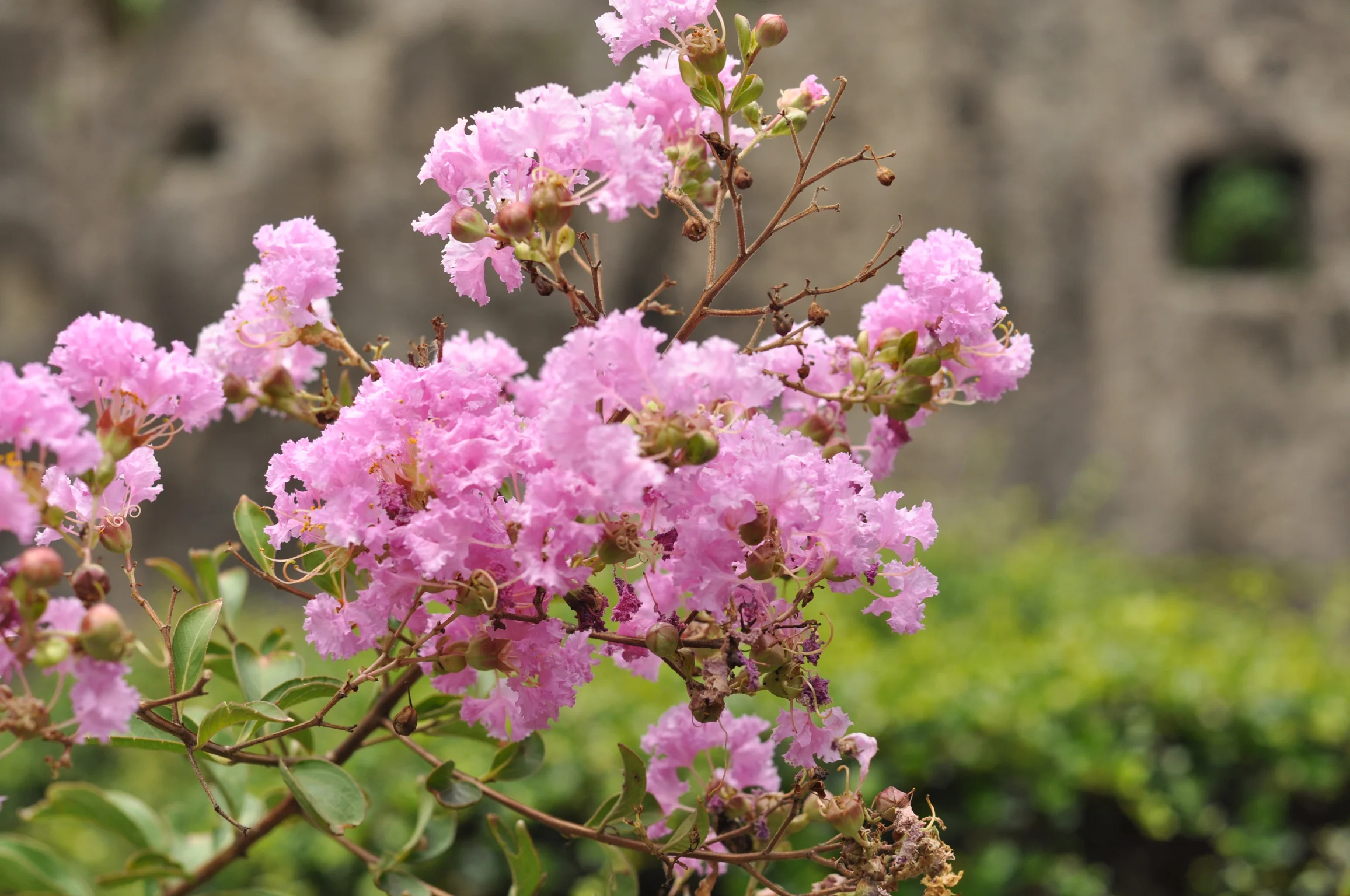 Bougainvillea in Fort Santiago Intramuros, Manila, Philippines