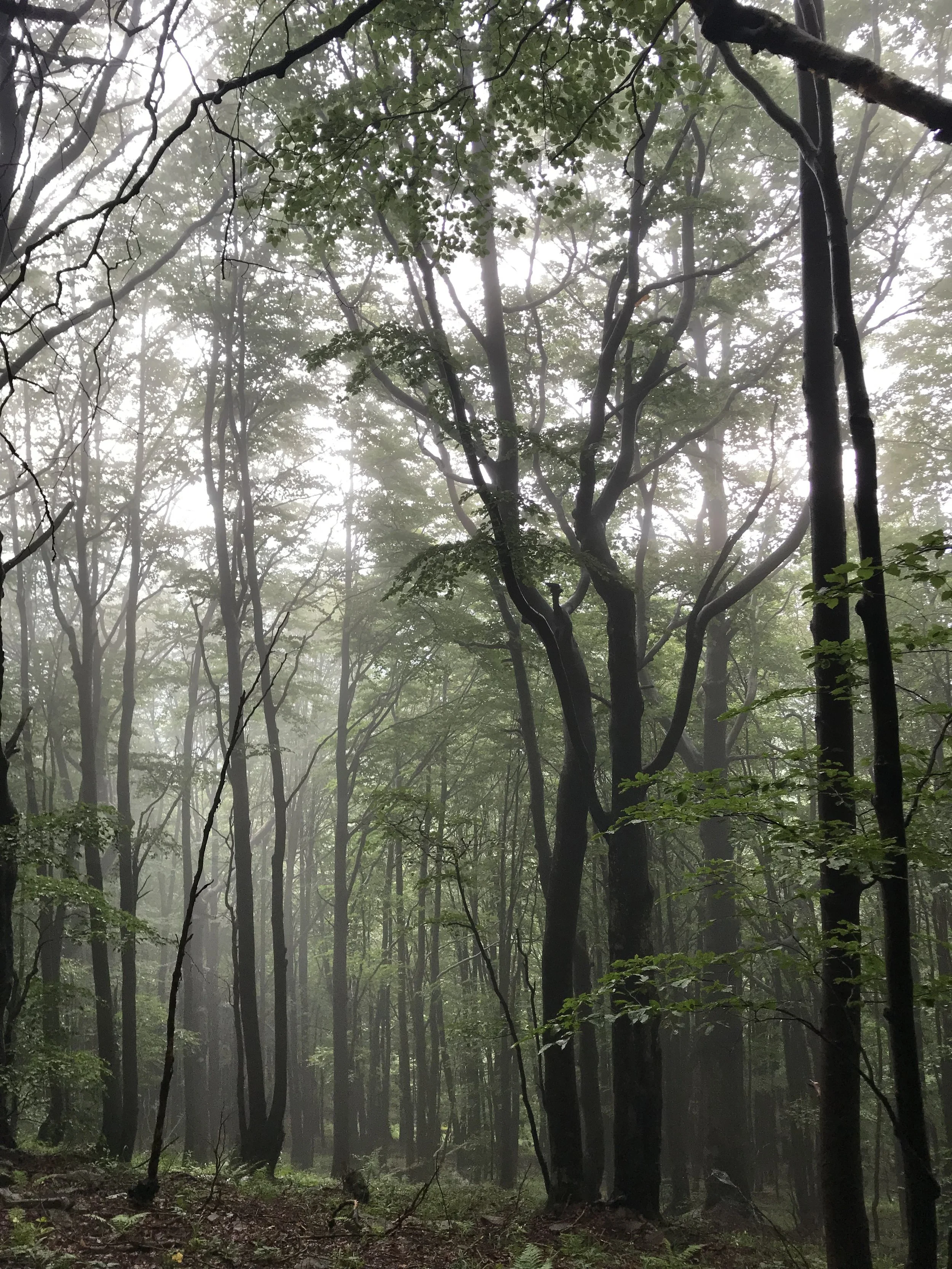 Mists of the Bieszczdy Mountains