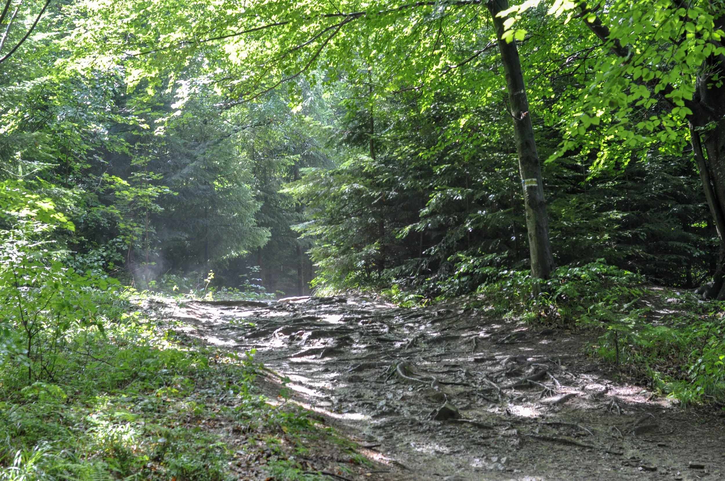 IMG_1590.JPG