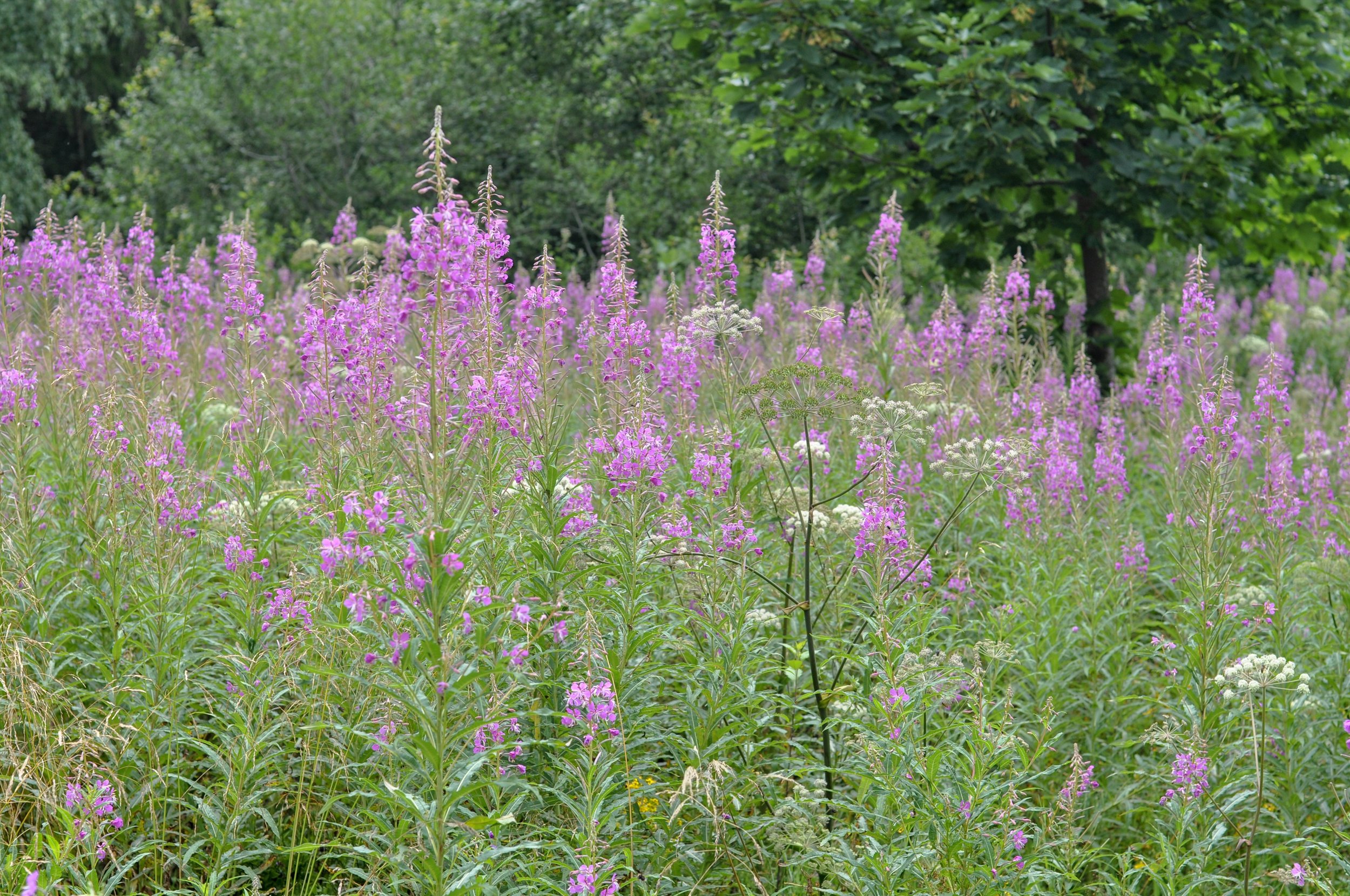 Purple flowers at the base of the Tri-Border hike in the Bieszcady Mountains