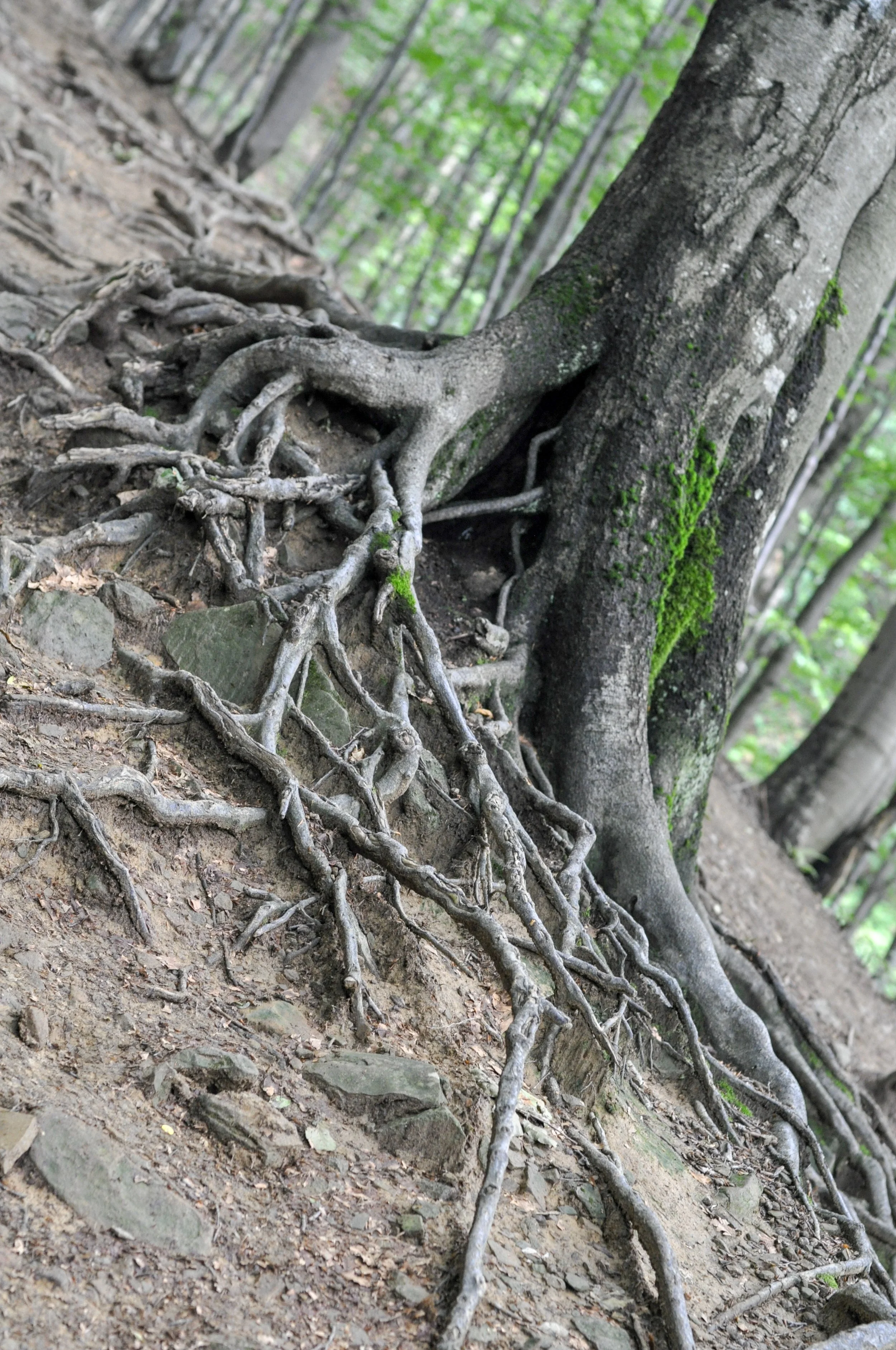 Roots of a tree during the initial ascent of the Tri-Border hike in the Bieszcady Mountains
