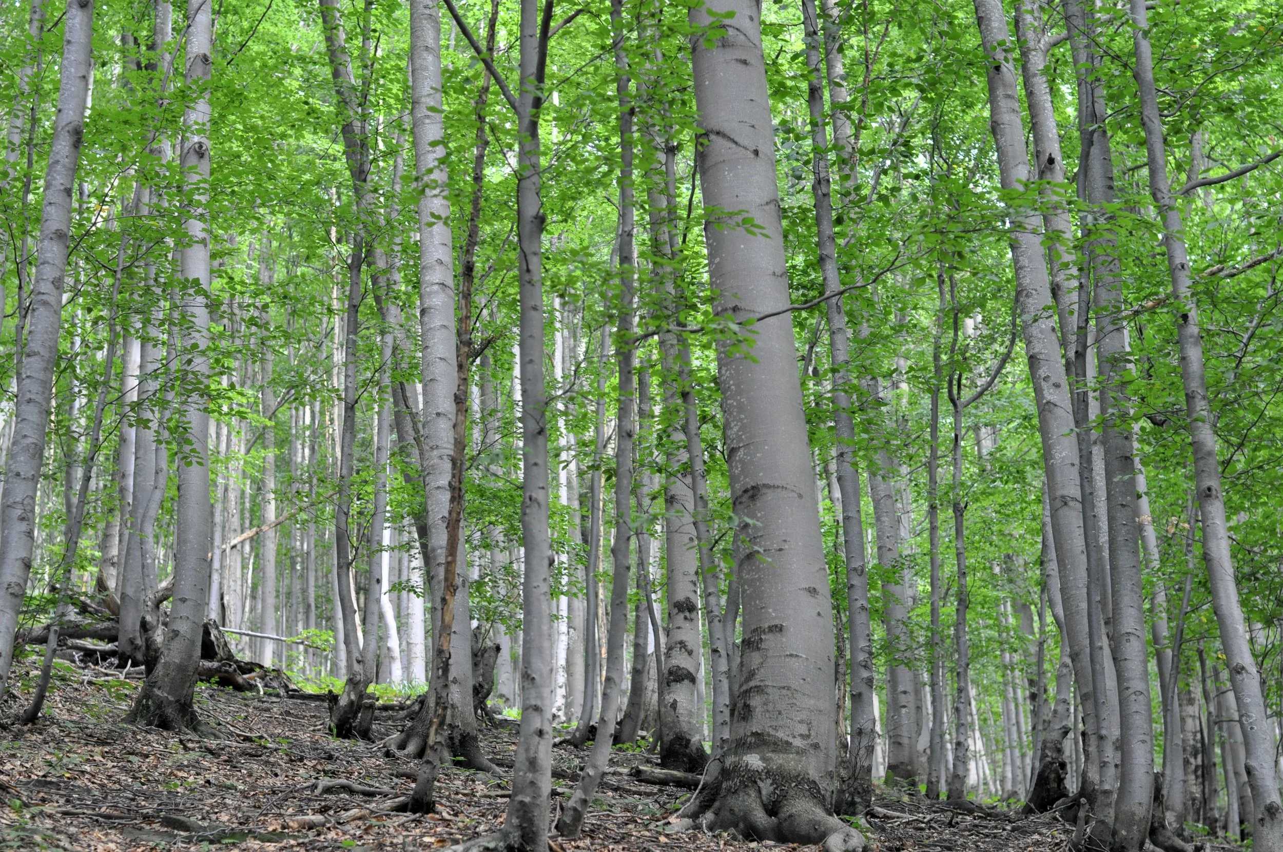 Wooded section of the the Tri-Border hike in the Bieszcady Mountains