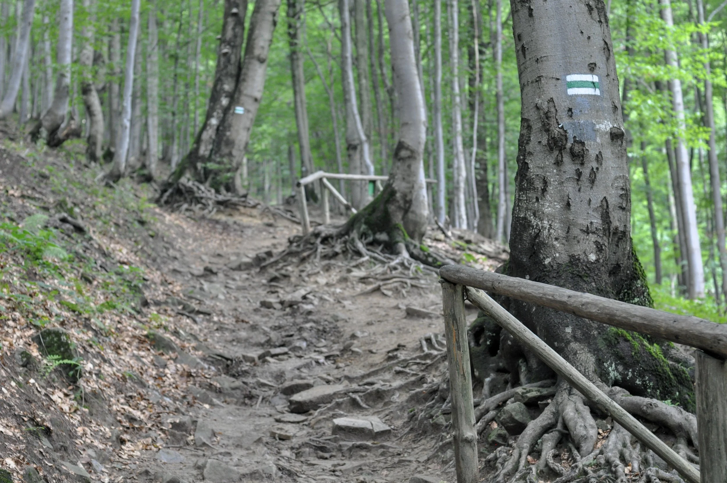 The green trail towards Mała Rawka in the Bieszcady Mountains