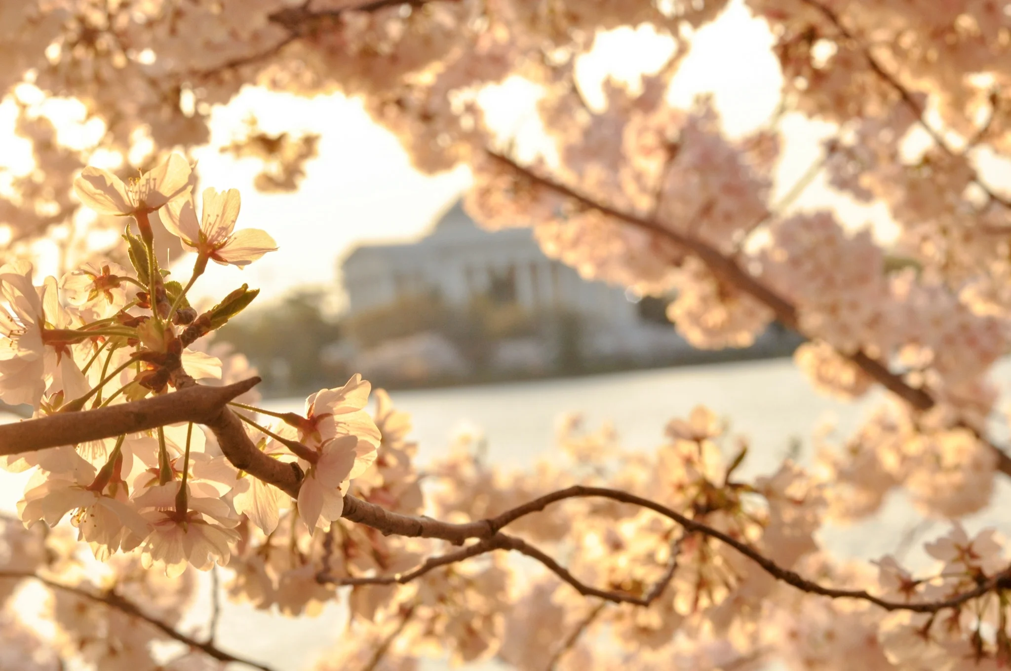 A Walk through DC’s Cherry Blossoms