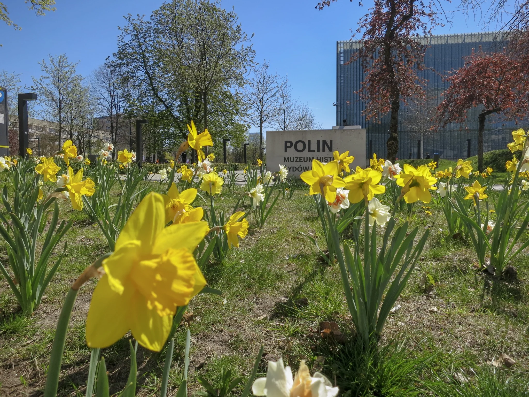 Daffodils outside the Polin, the Museum of the History of the Jews in Poland