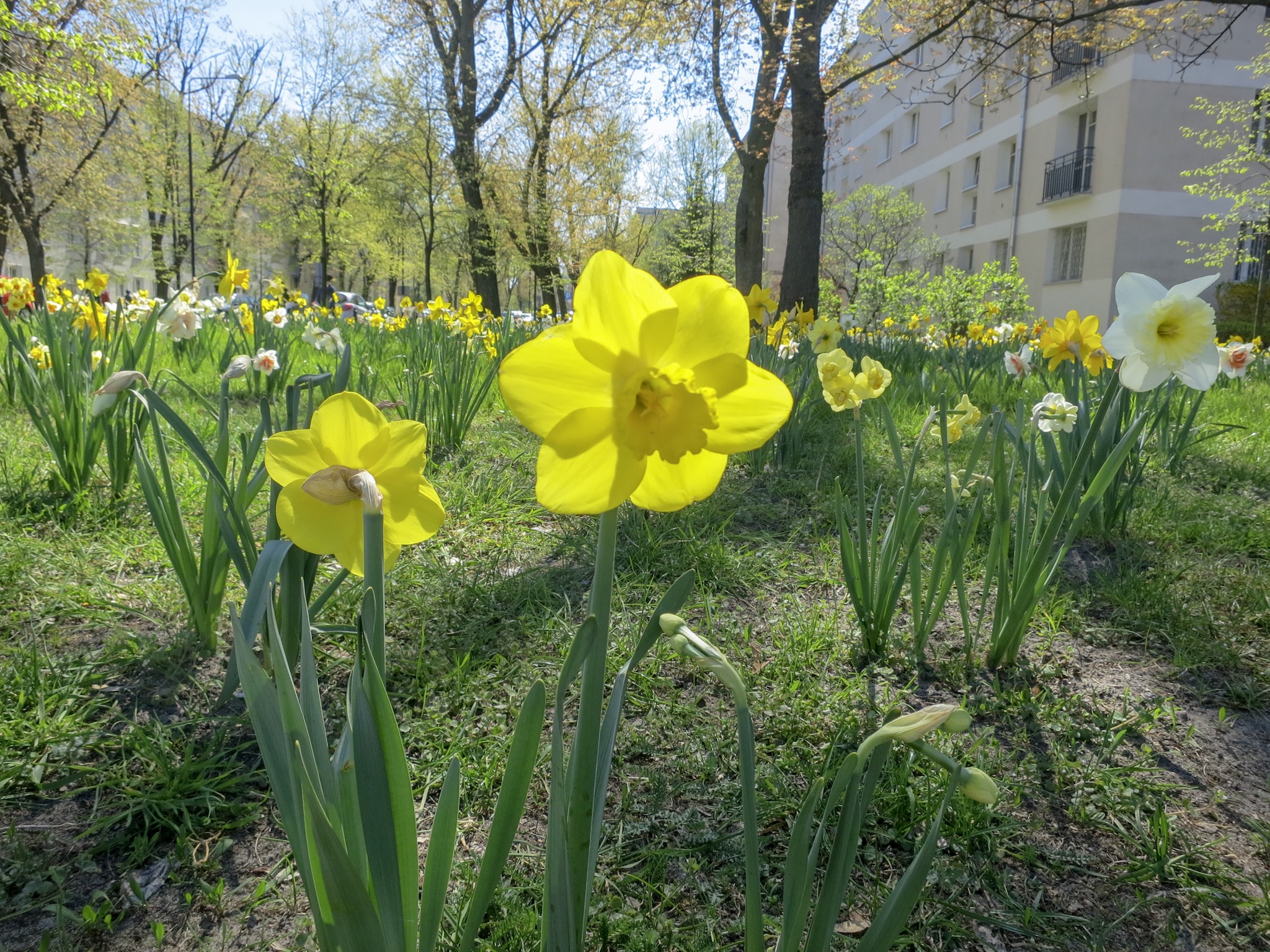 Daffodils planted around the old Jewish quarter of Warsaw