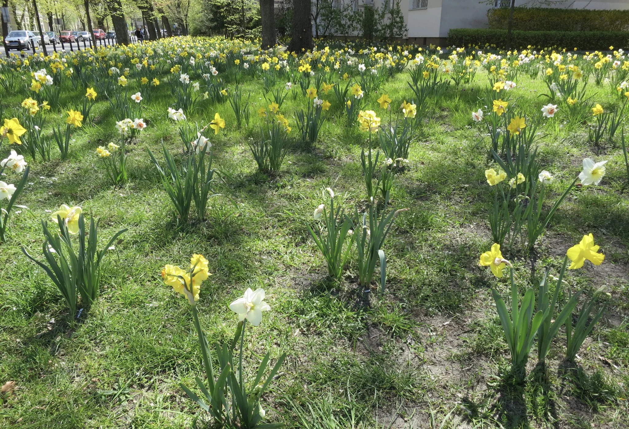 Daffodils planted around the old Jewish quarter of Warsaw