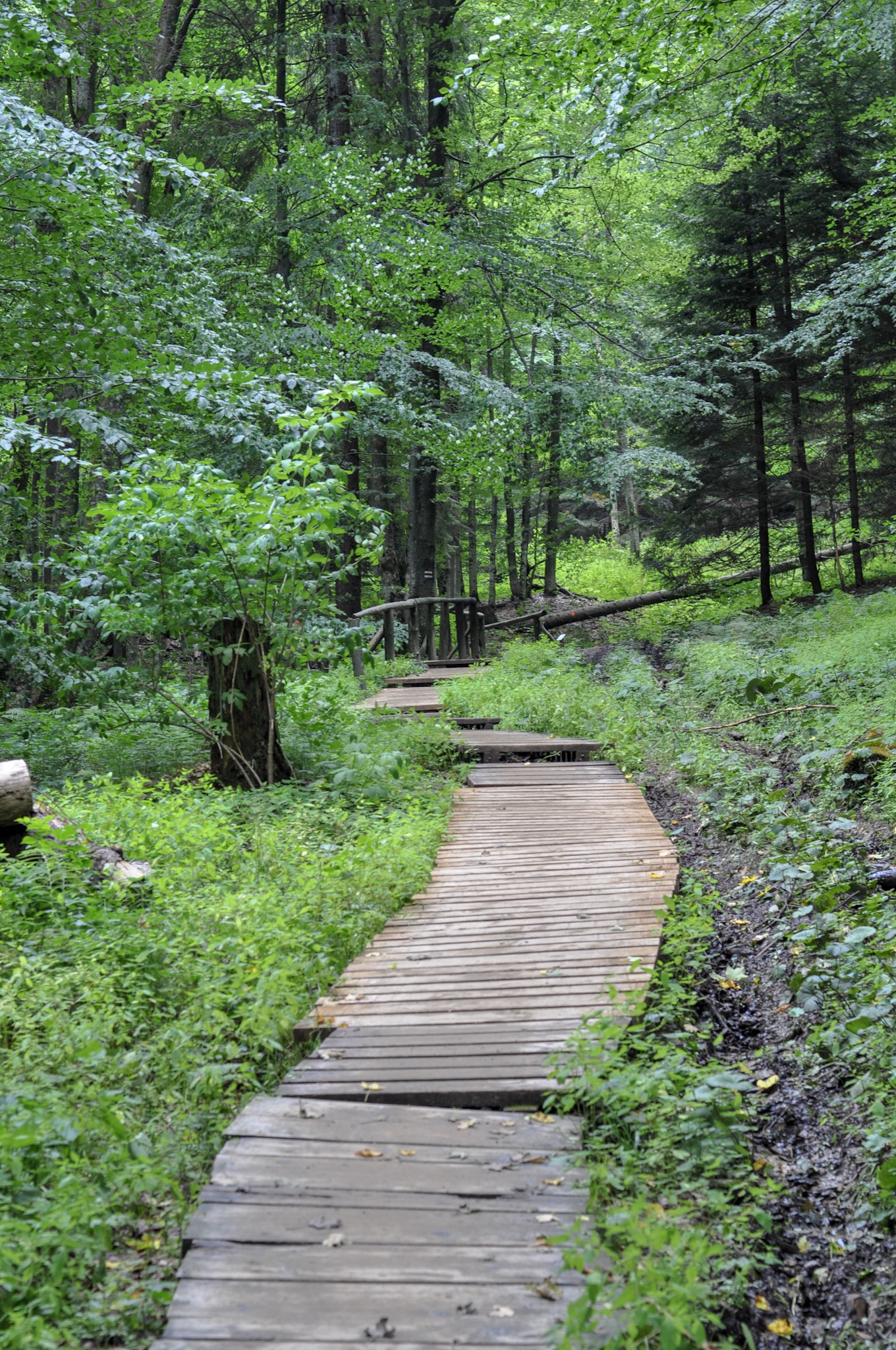 Wooden planks over the bog on the red hiking path in the Bieszczady Mountains