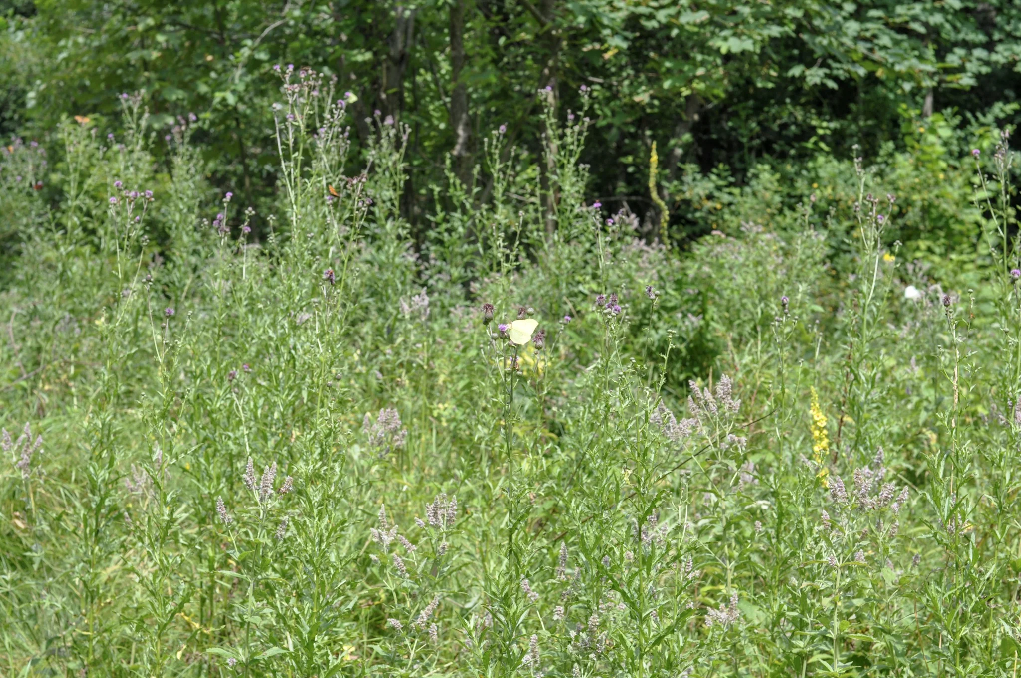 Butterfly in meadow grasses on the path to Tarnica in the Bieszcady Mountains.