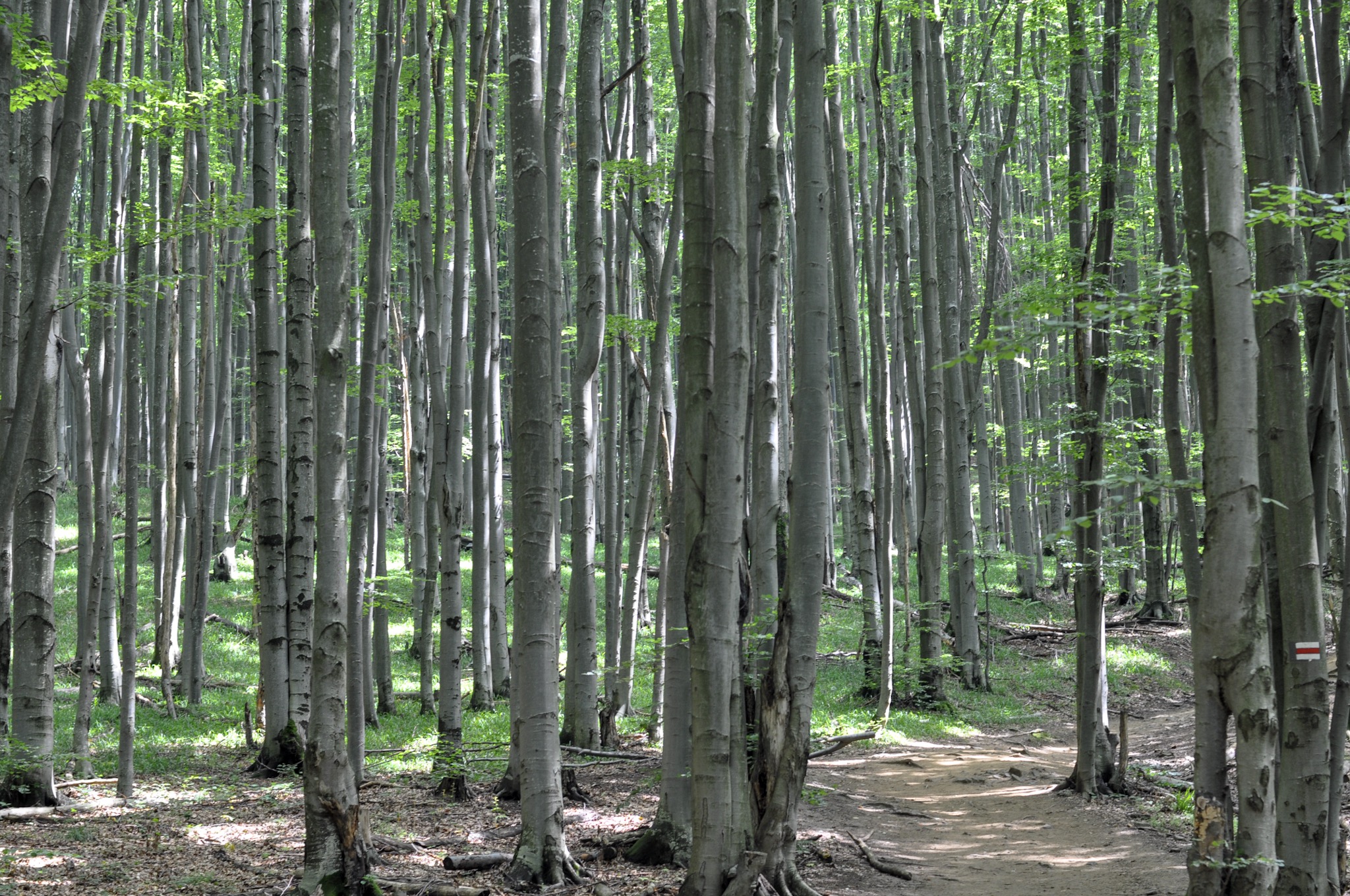 Forested section of the red hiking path to Tarnica in the Bieszczady Mountains.